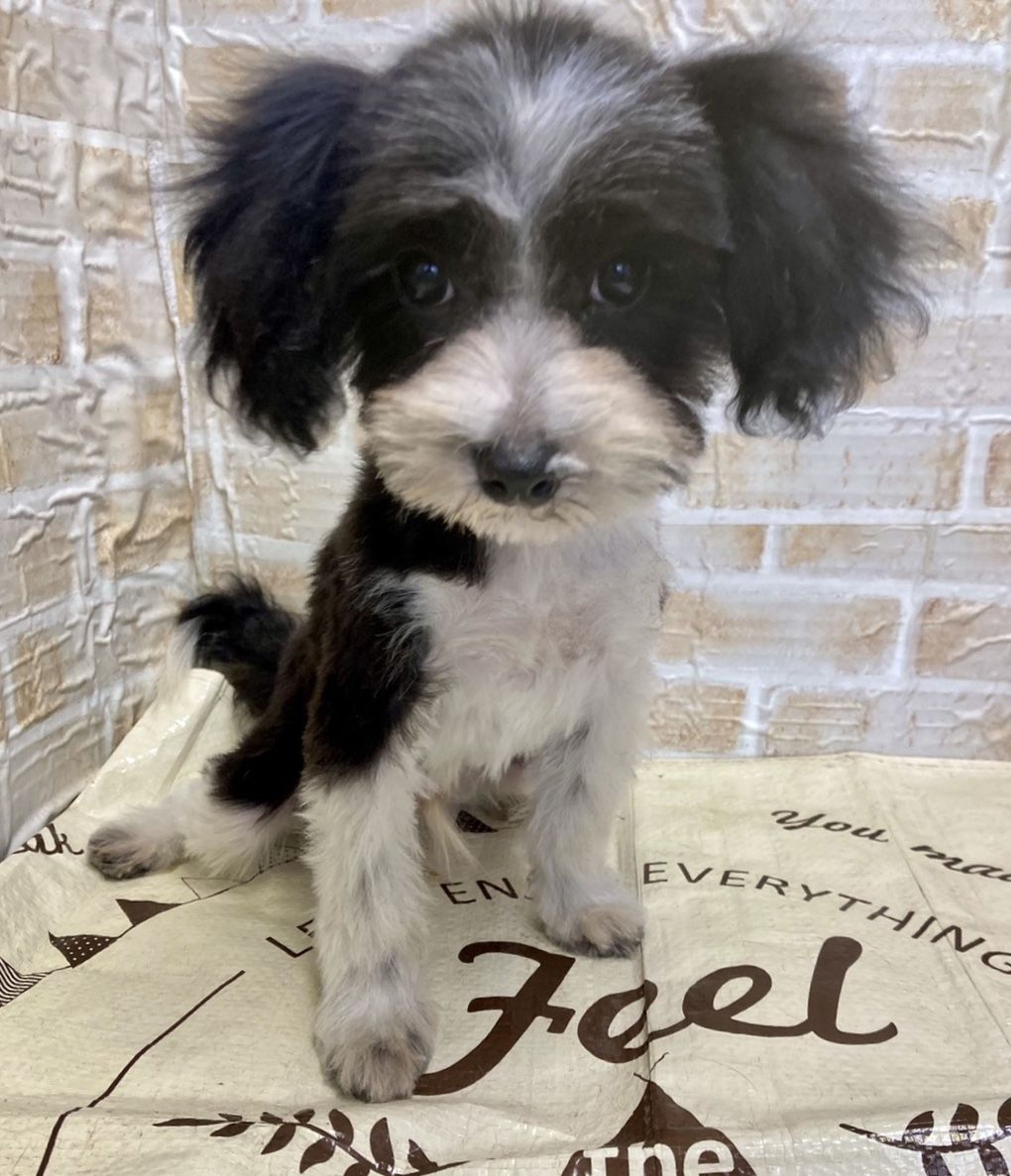雑種（ミックス犬）・オスの里親募集の写真