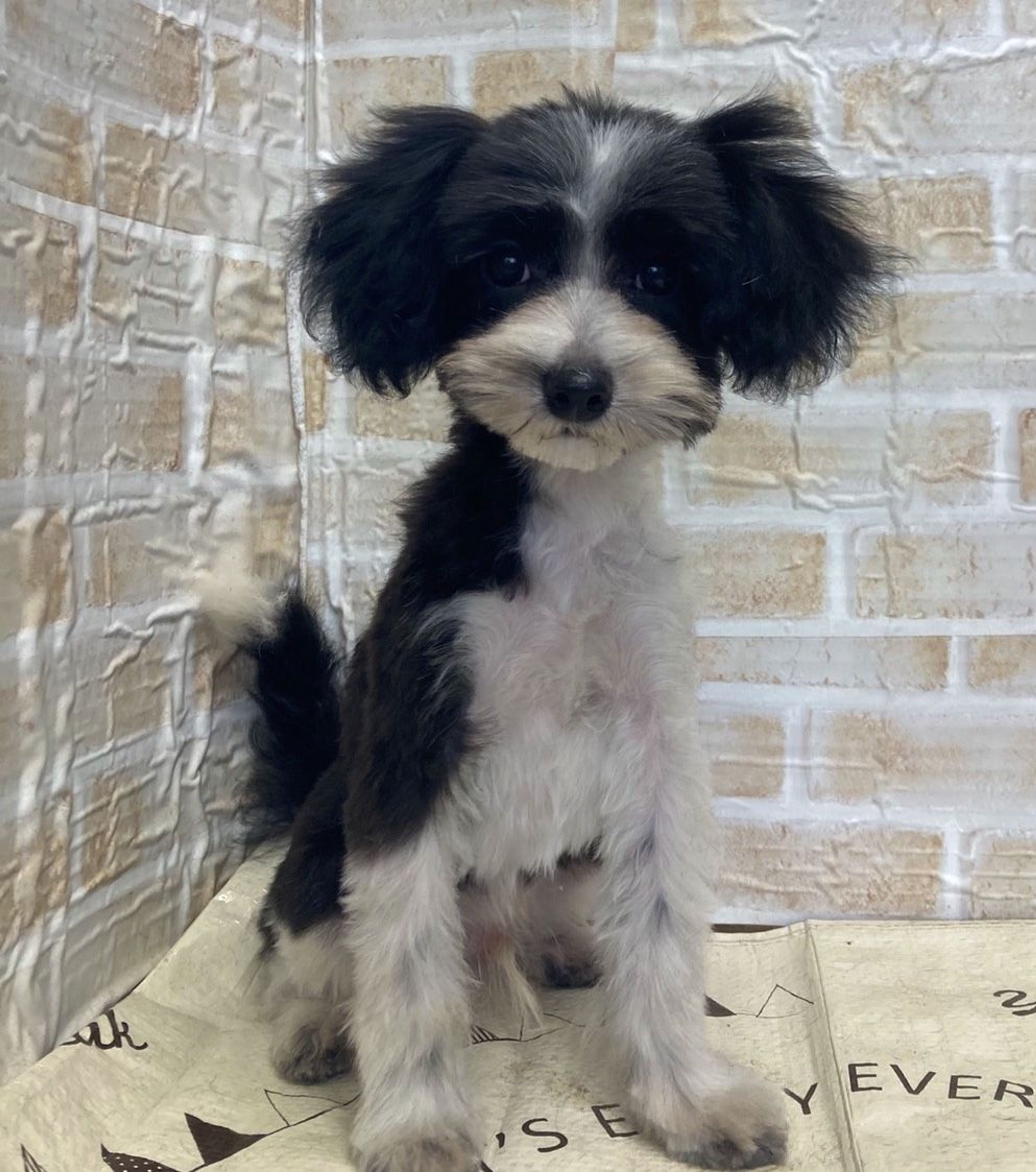 雑種（ミックス犬）・オスの里親募集の写真