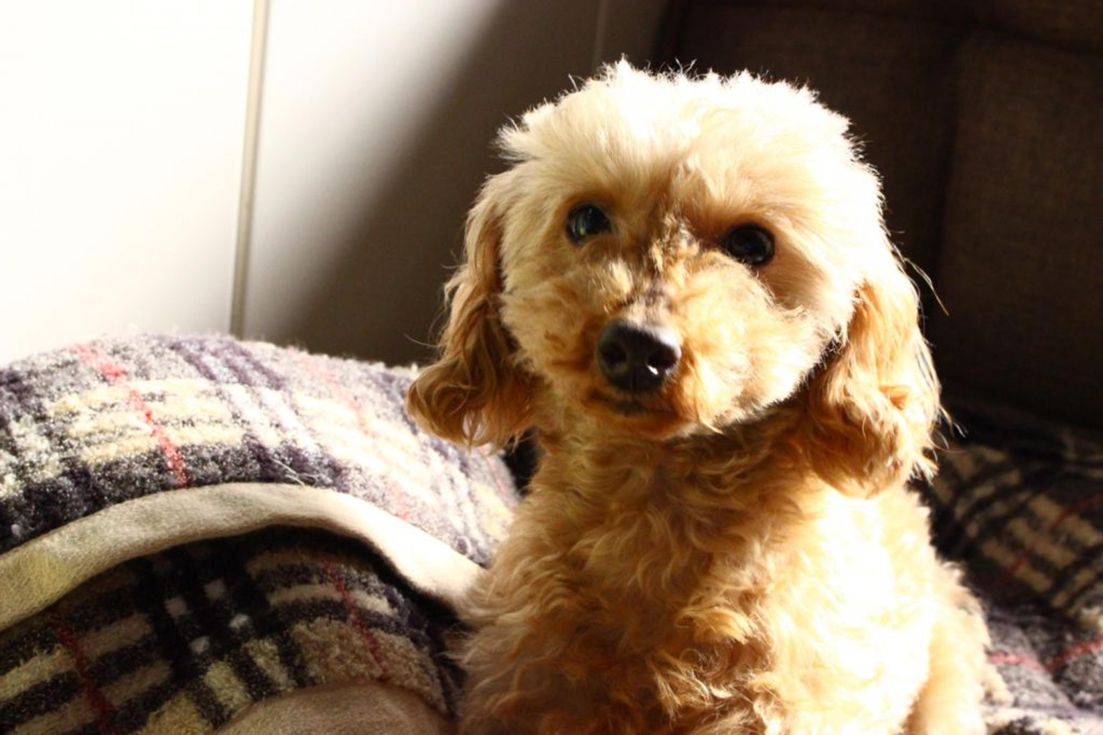 pet-image-2