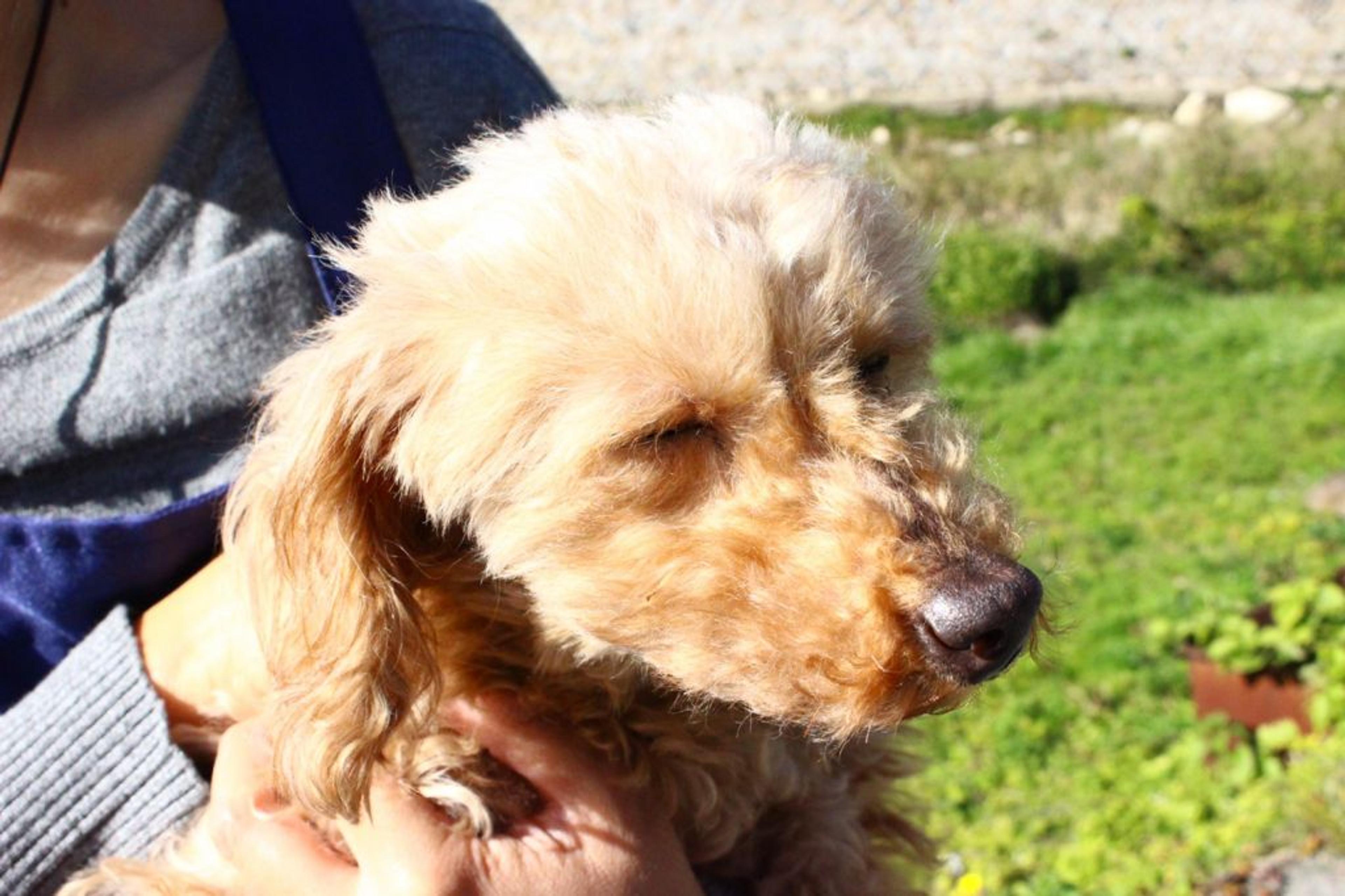 pet-image-3