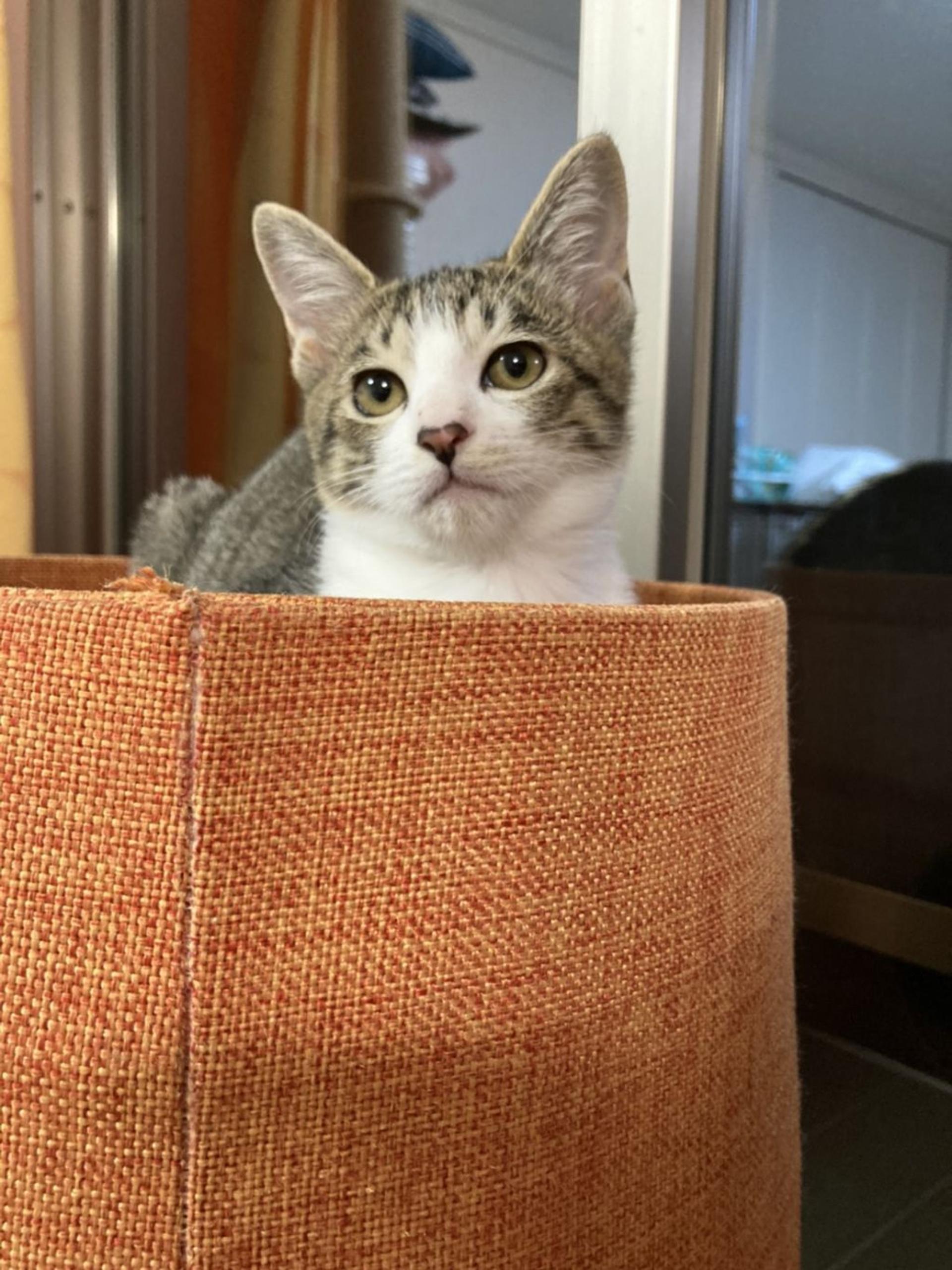 pet-image-8