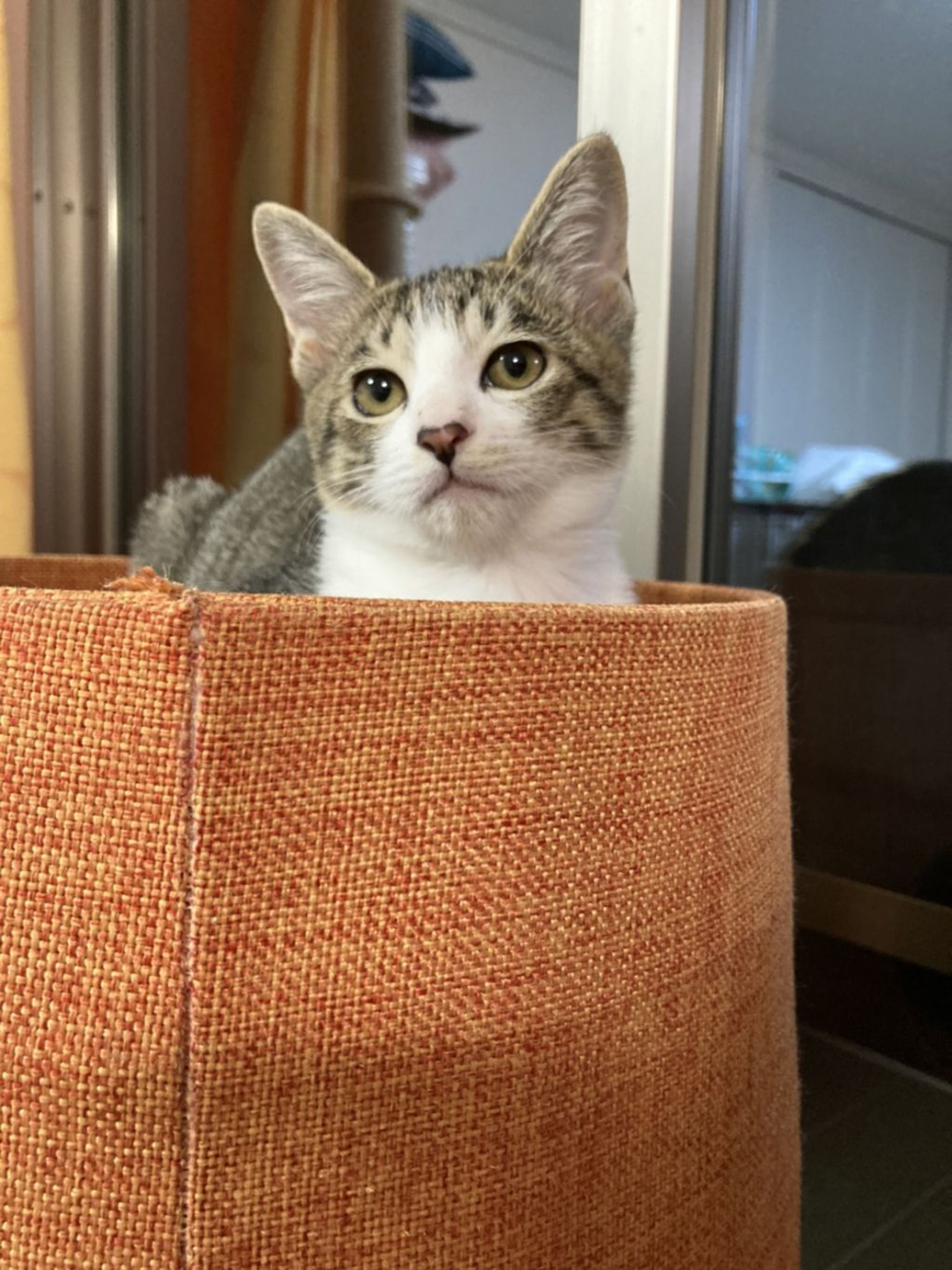 pet-image-8