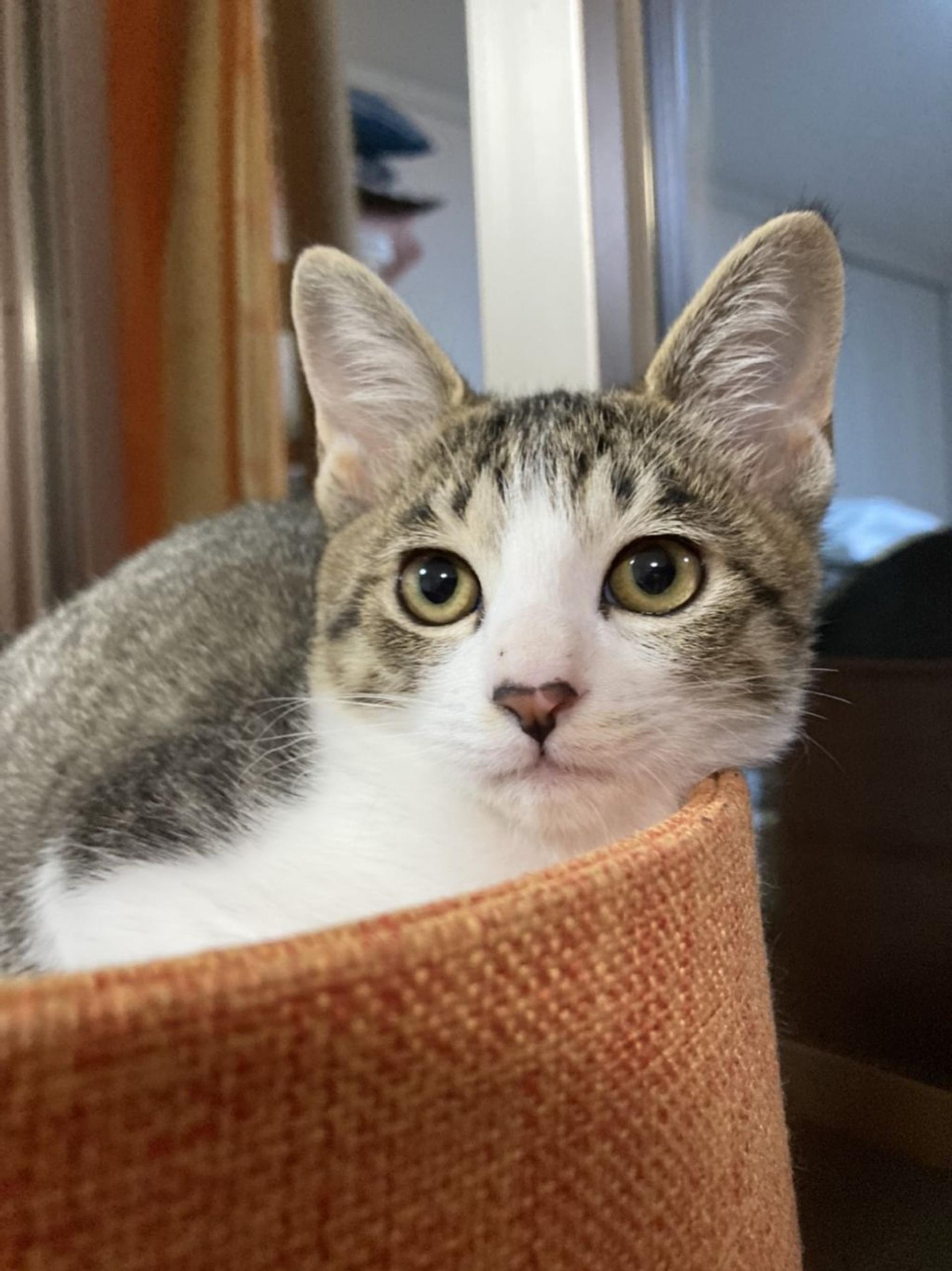 pet-image-9