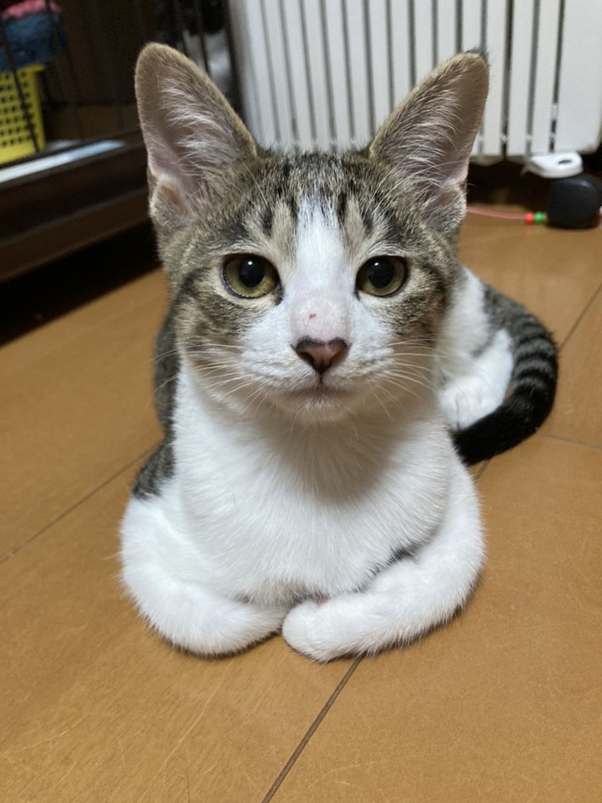雑種（ミックス猫）・オスの里親募集の写真