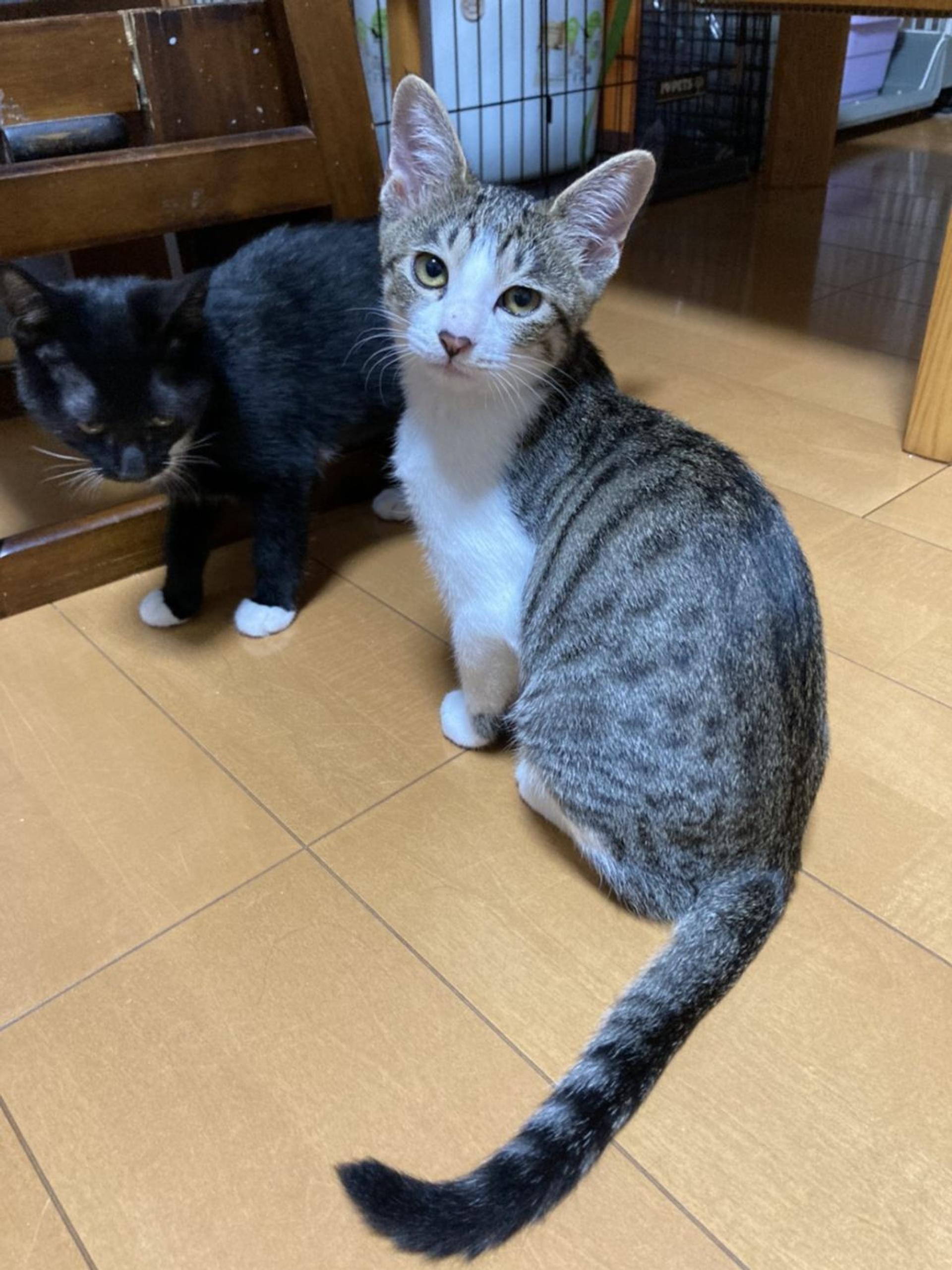pet-image-5