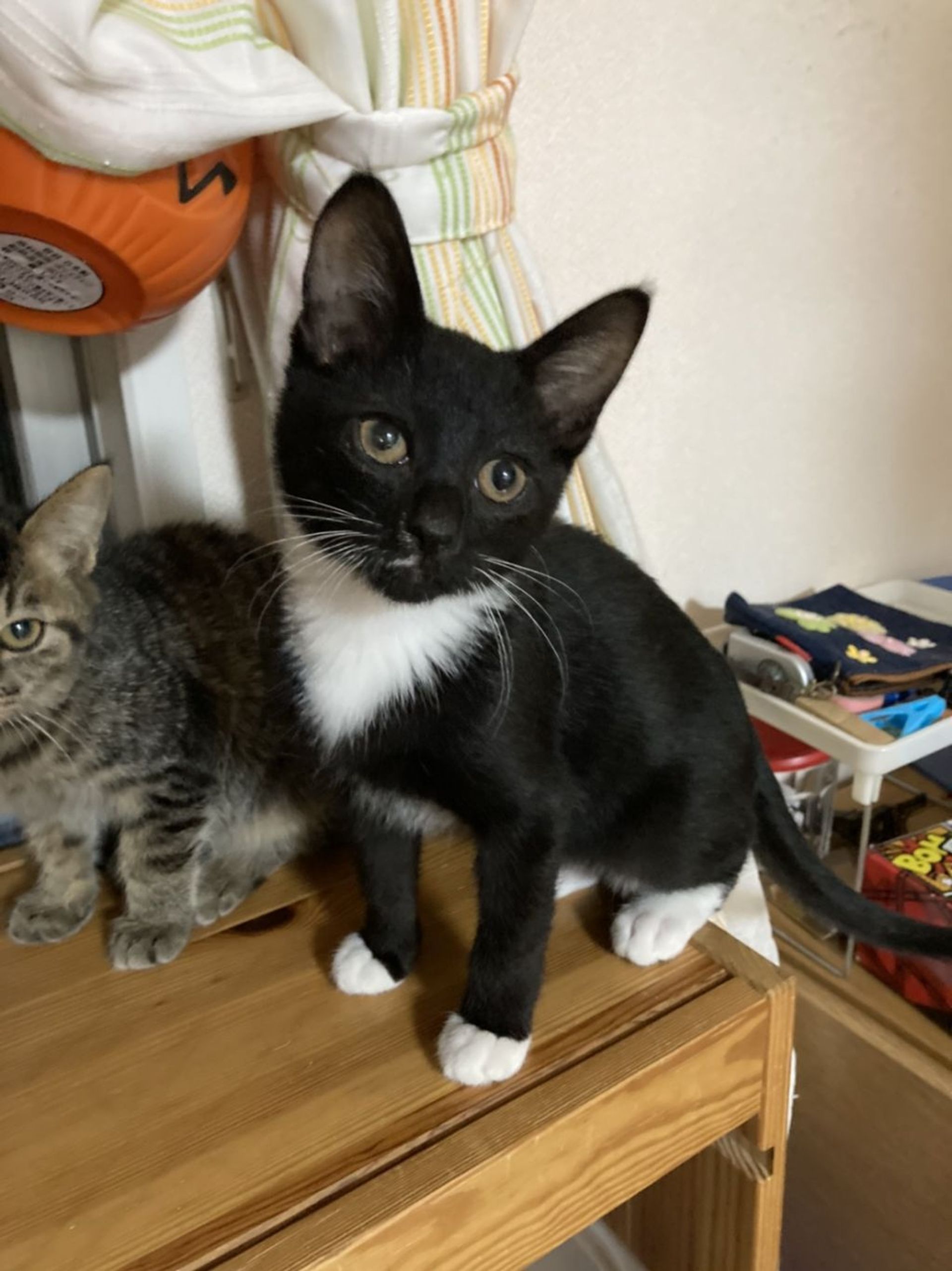 雑種（ミックス猫）・オスの里親募集の写真