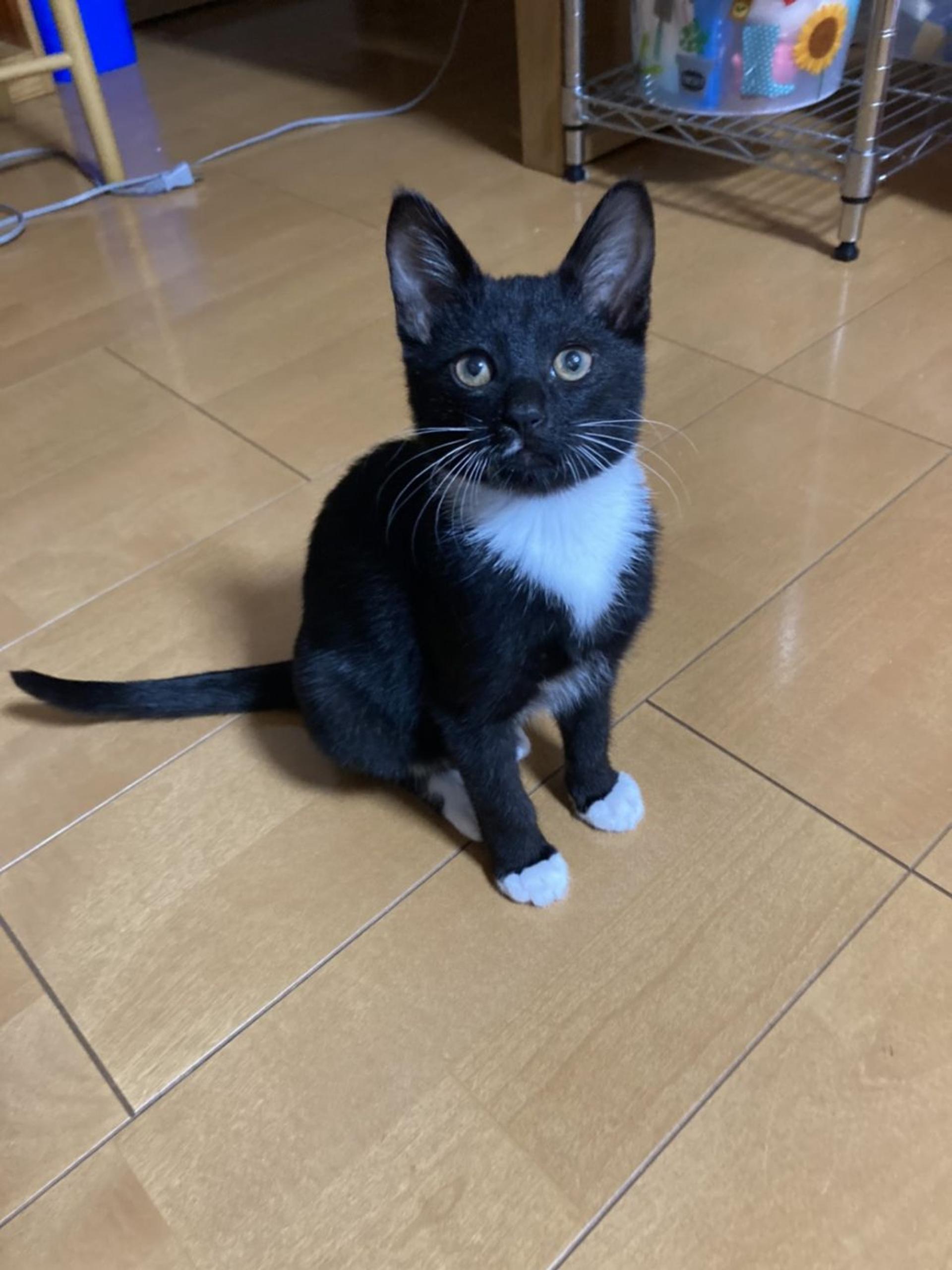 pet-image-3