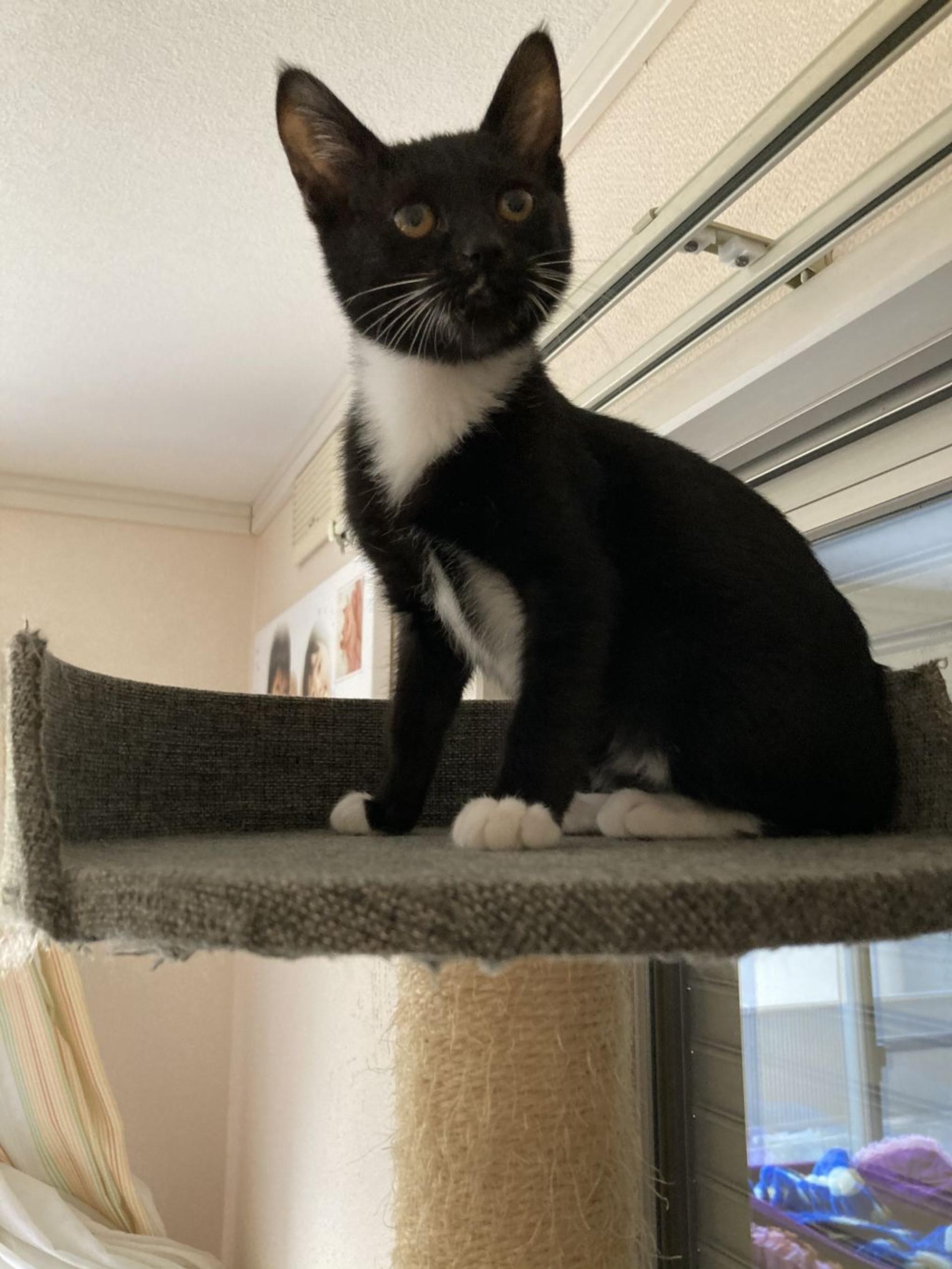 pet-image-6