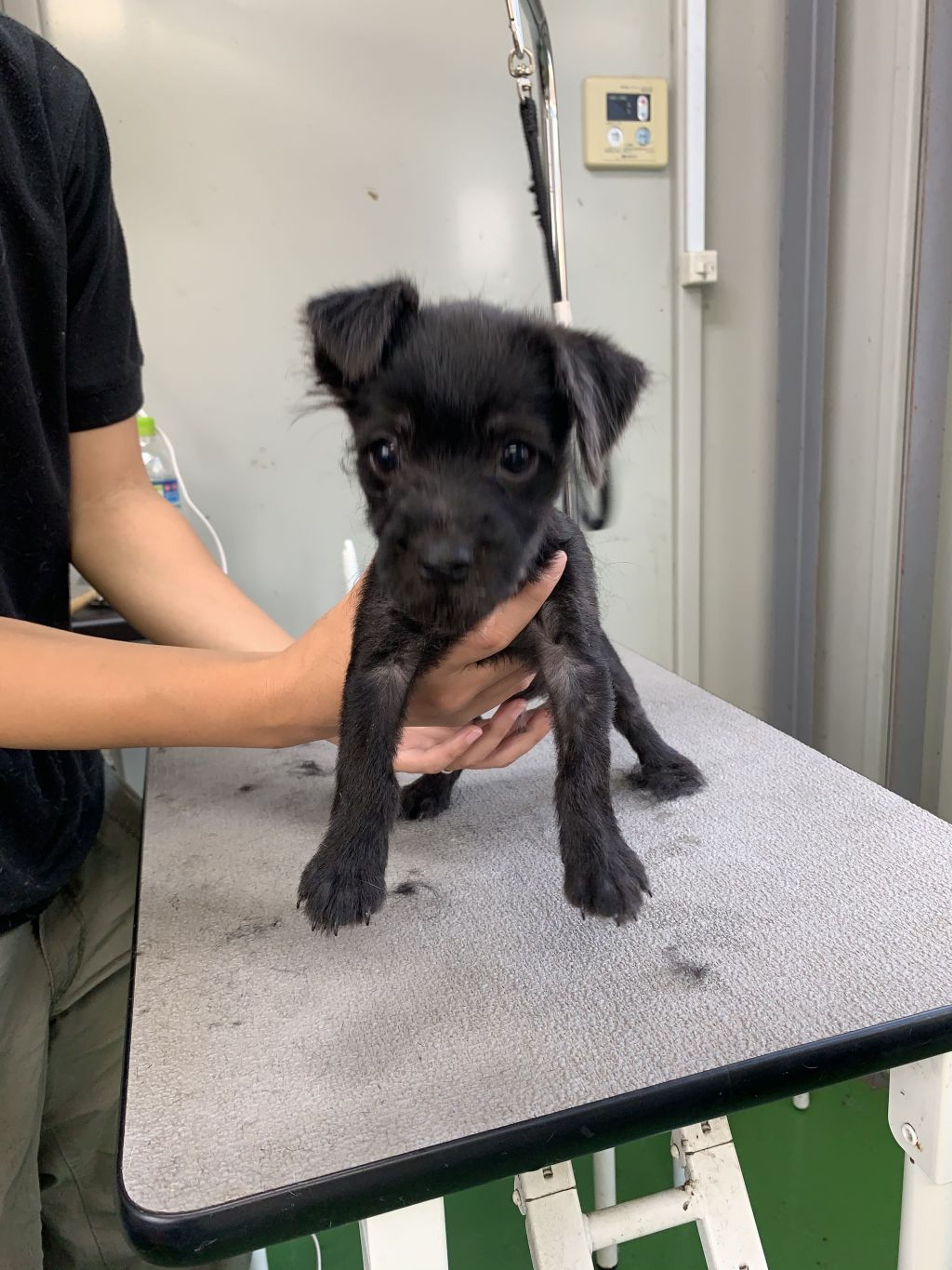 雑種（ミックス犬）・オスの里親募集の写真
