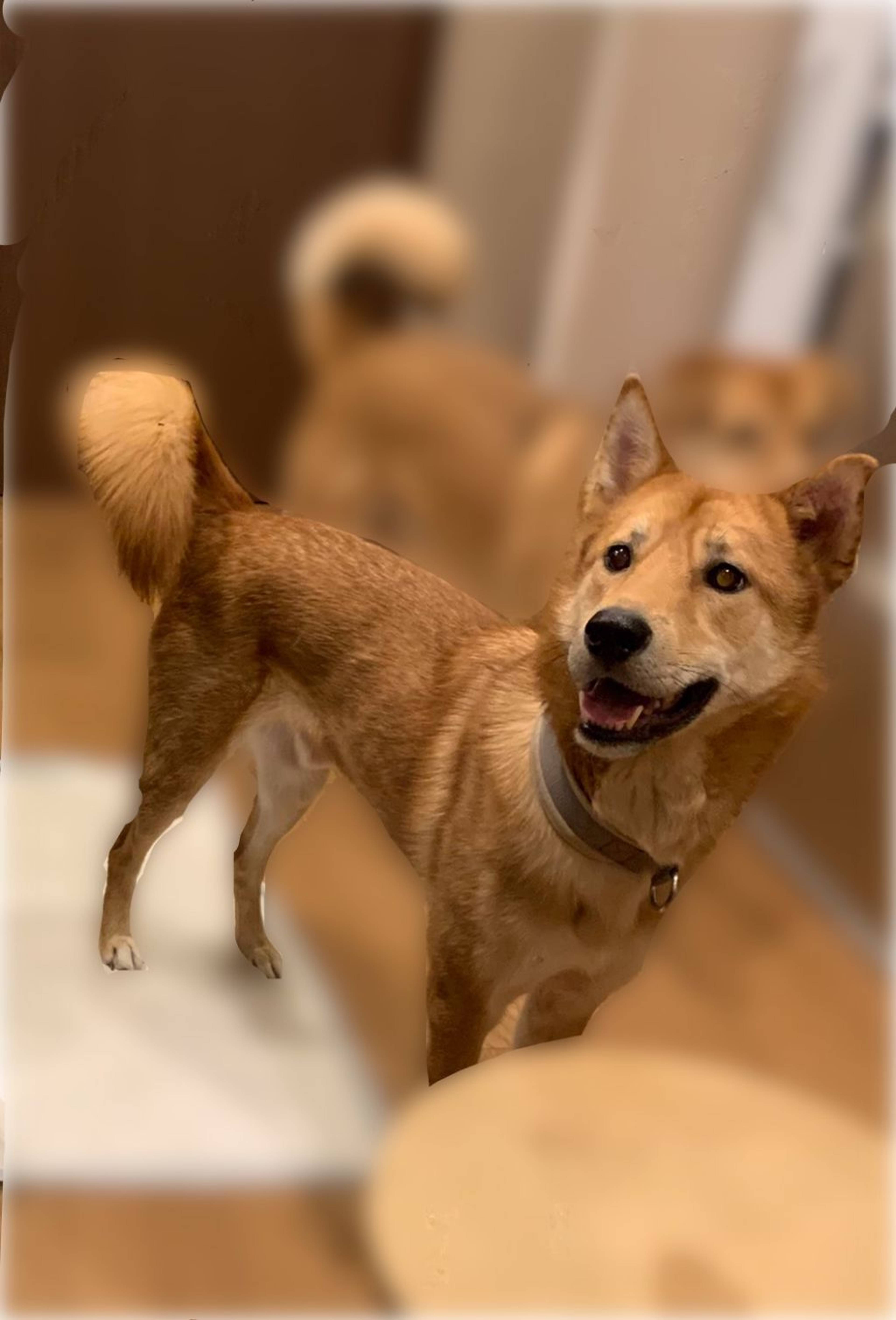 雑種（ミックス犬）・オスの里親募集の写真