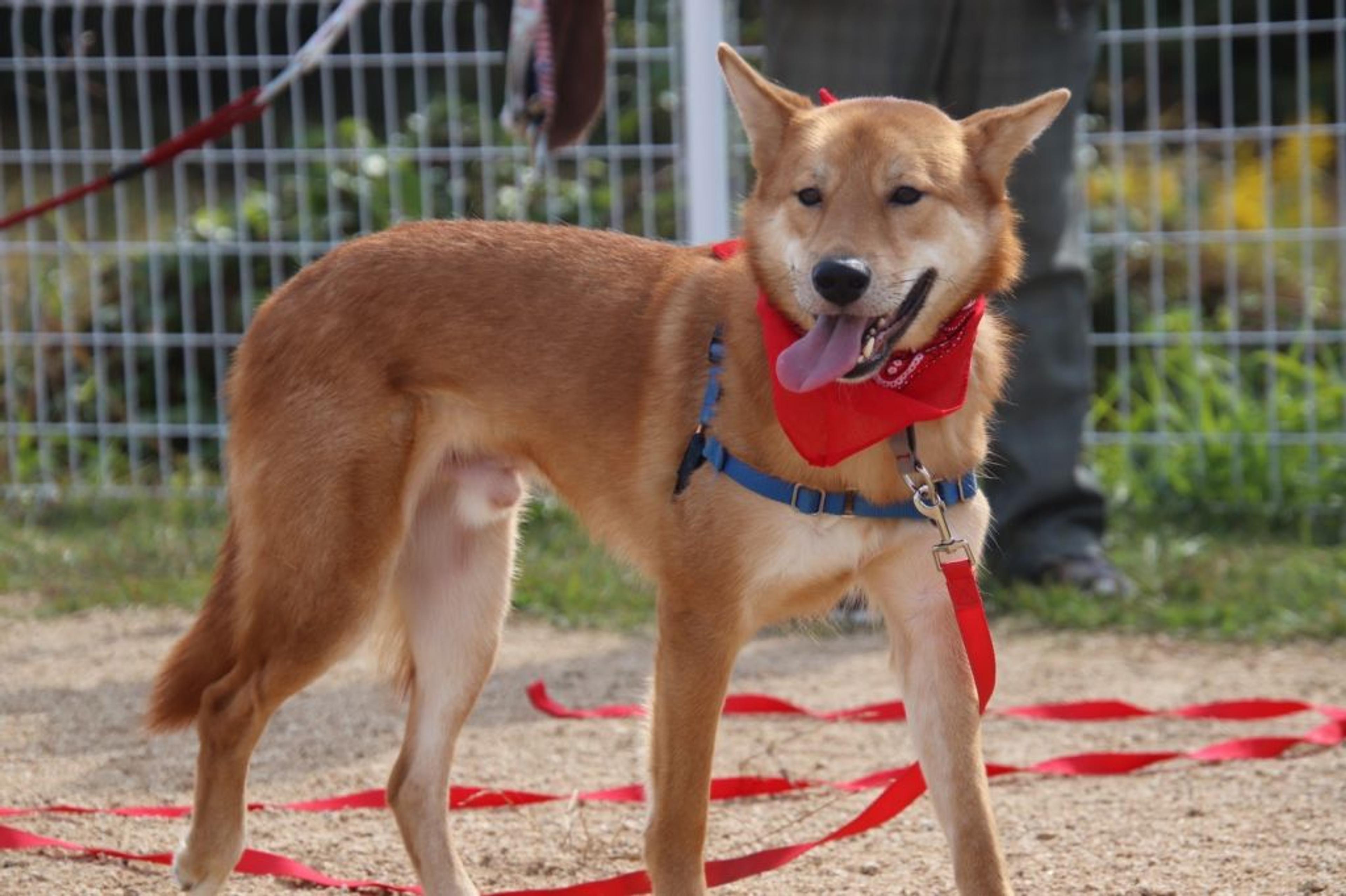 pet-image-3