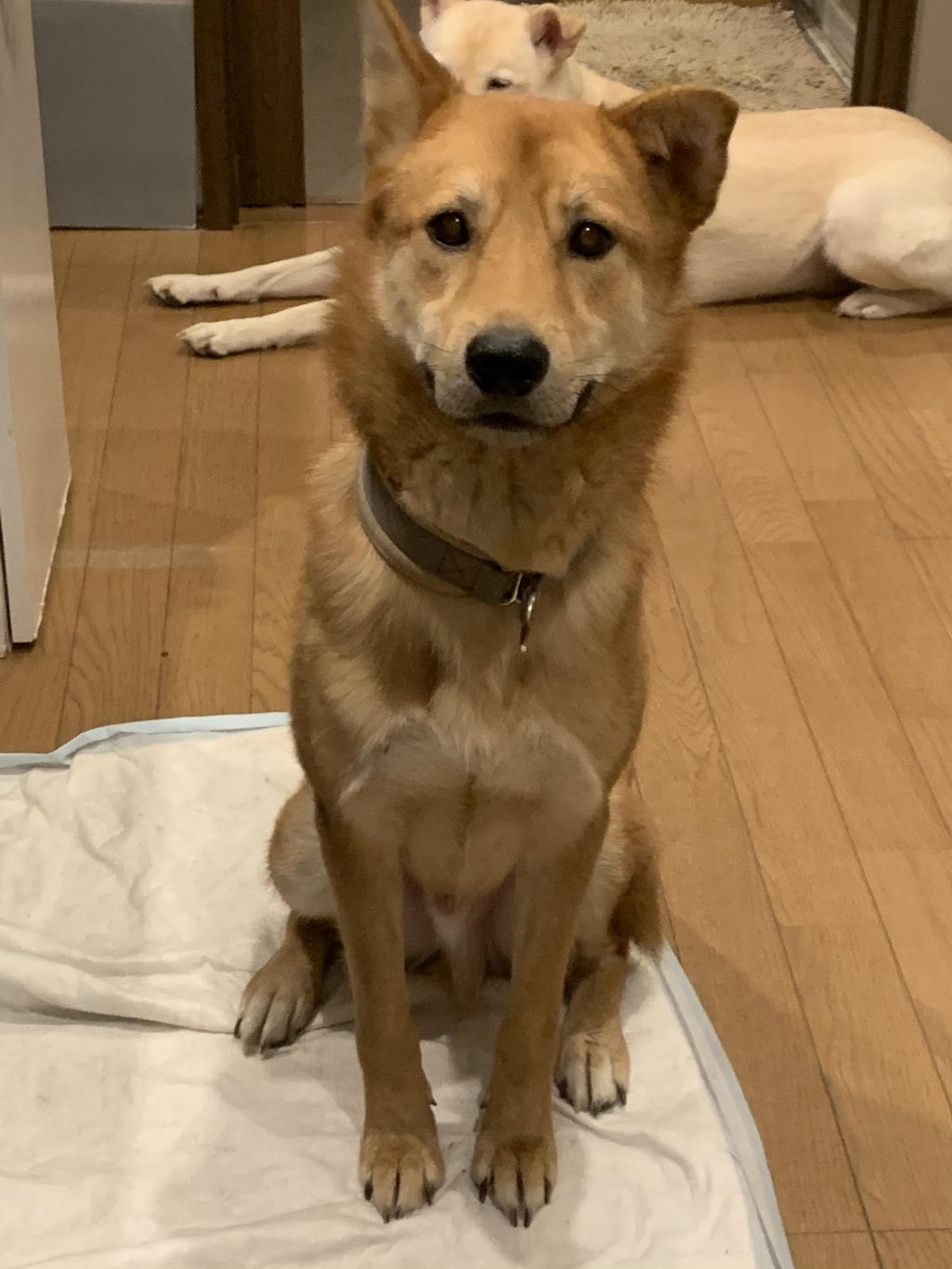 pet-image-5