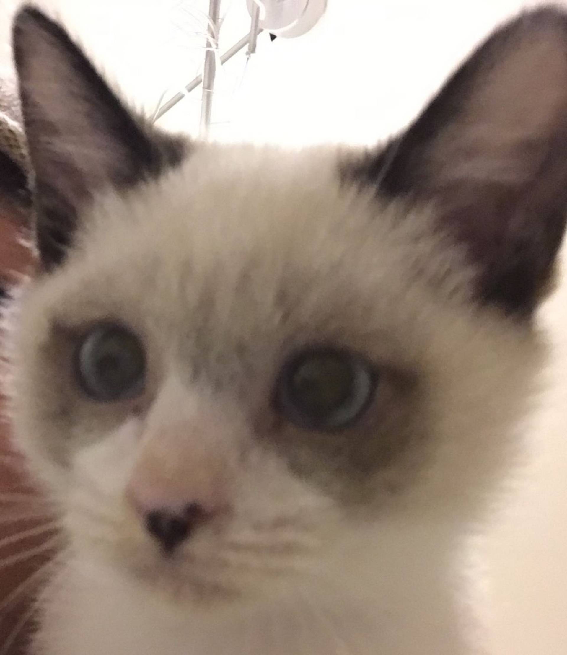 雑種（ミックス猫）・オスの里親募集の写真