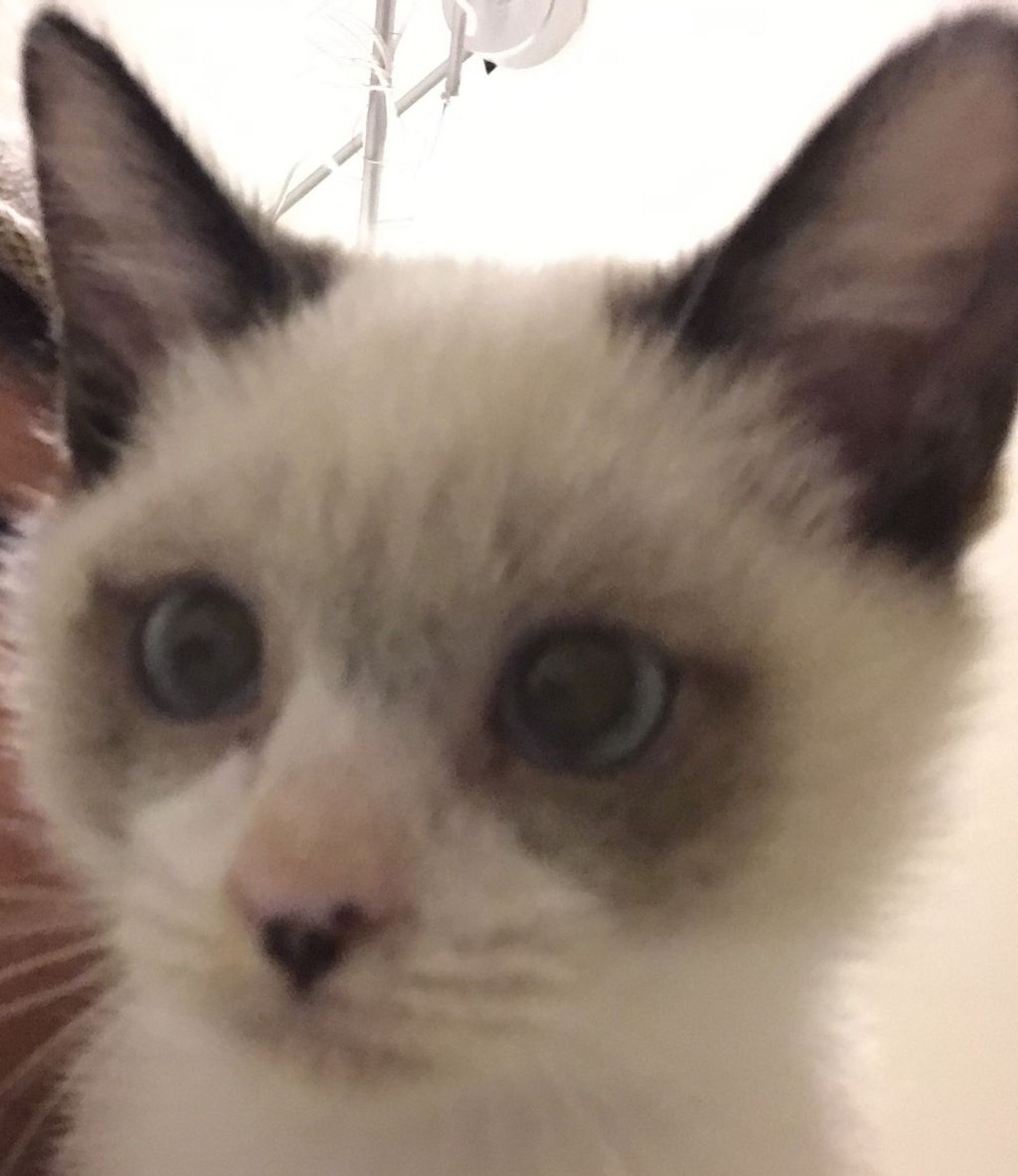 雑種（ミックス猫）・オスの里親募集の写真
