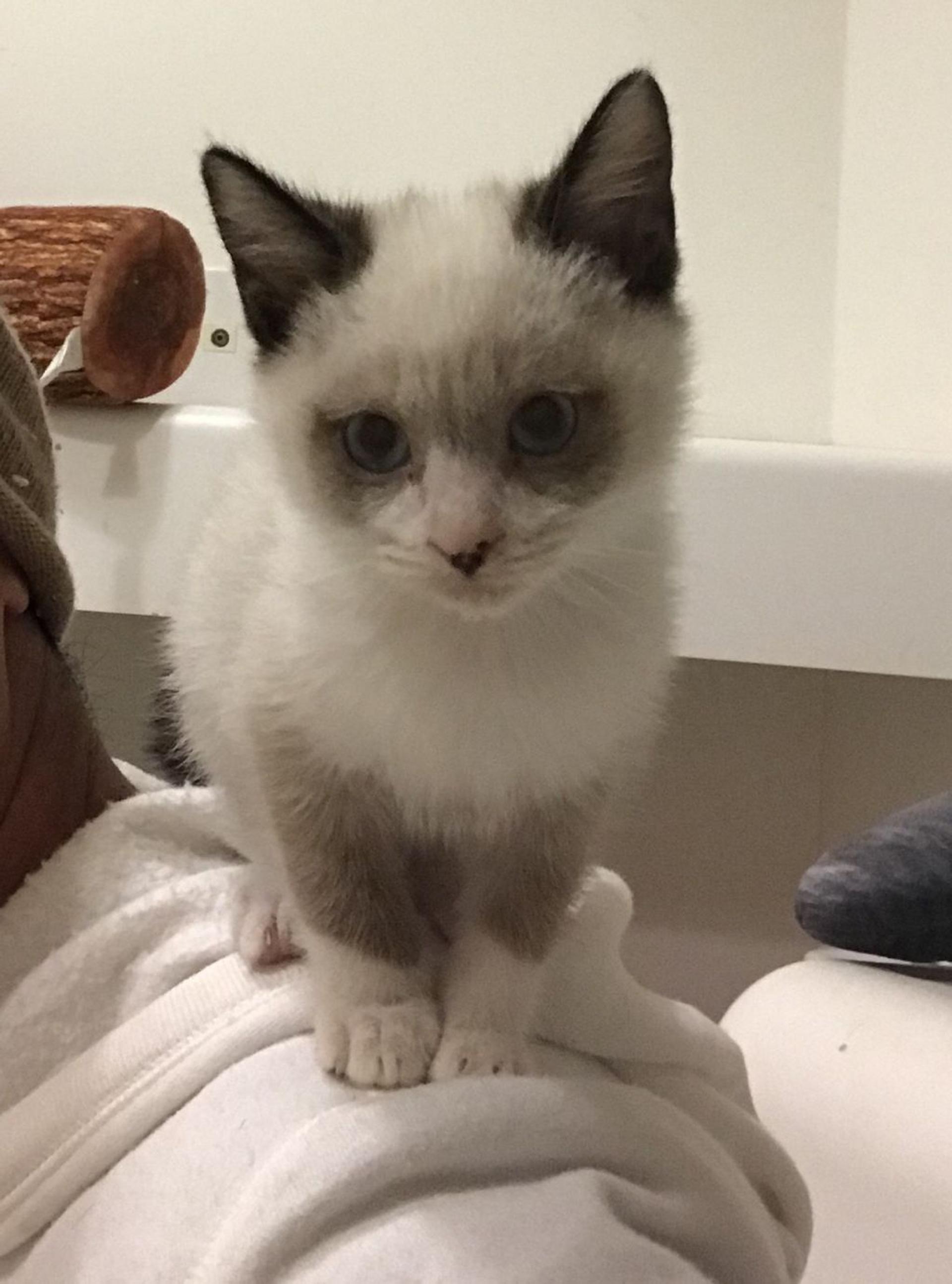 pet-image-3