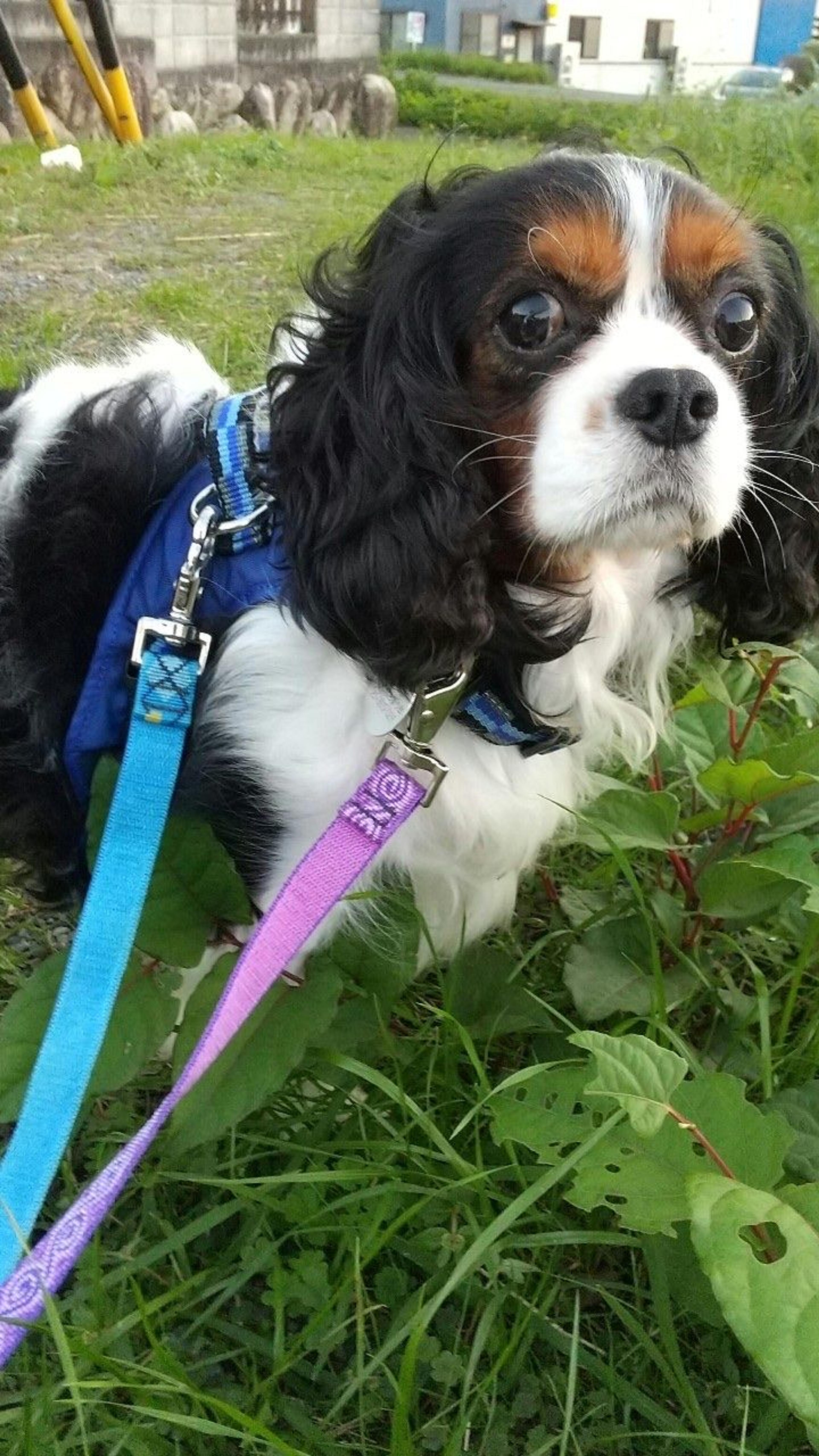 pet-image-3