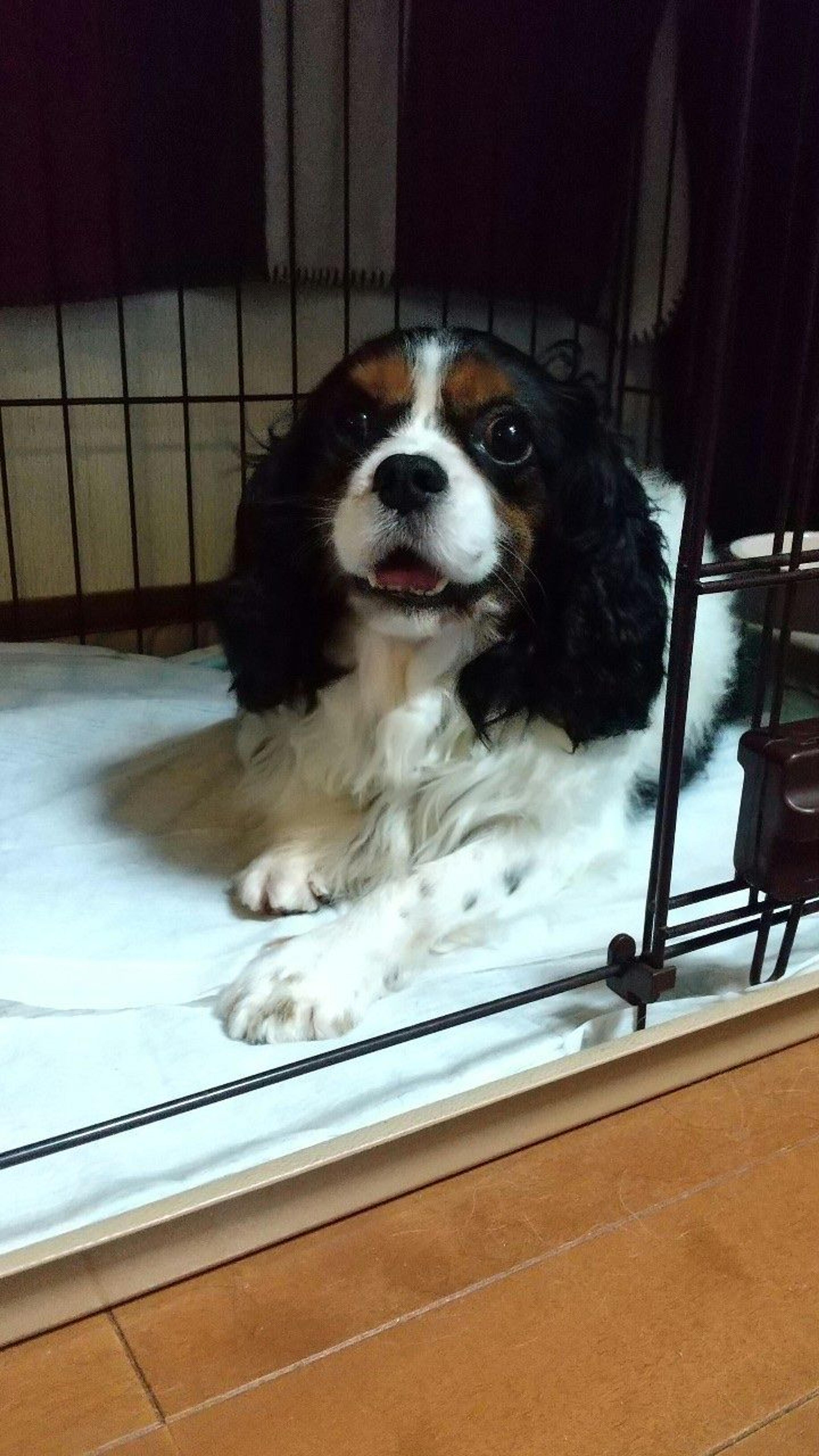 pet-image-4