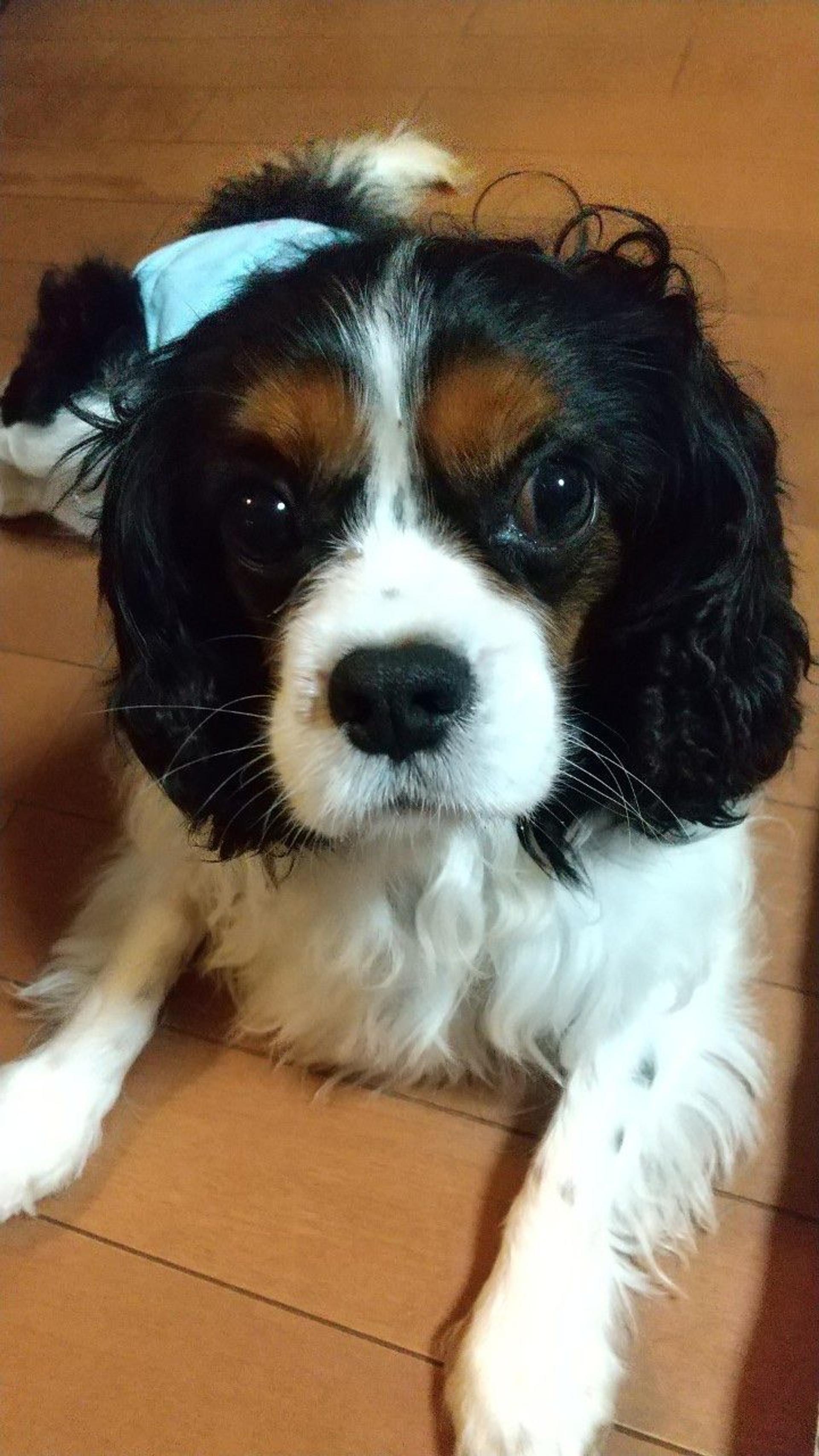 pet-image-5