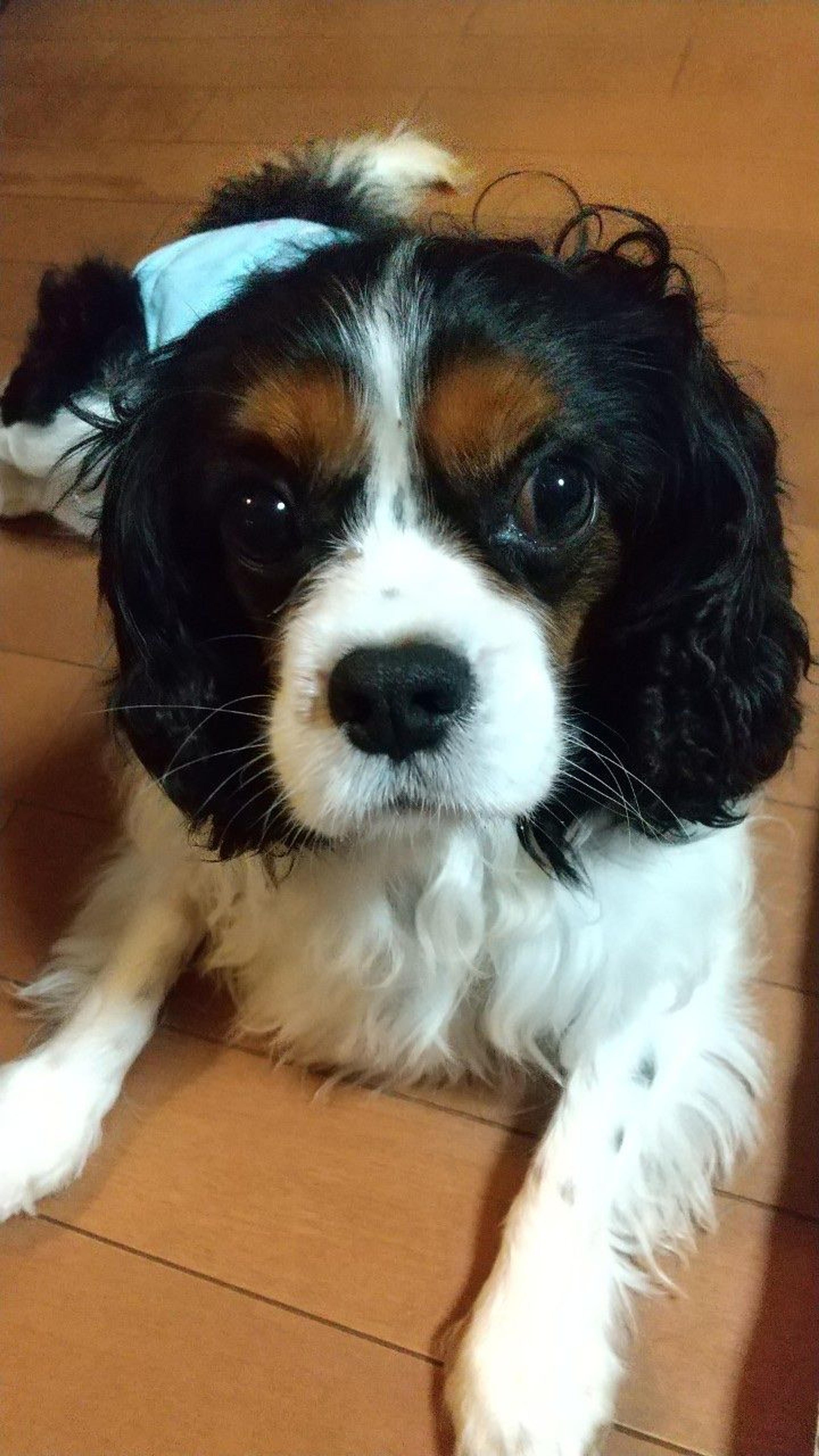 pet-image-5