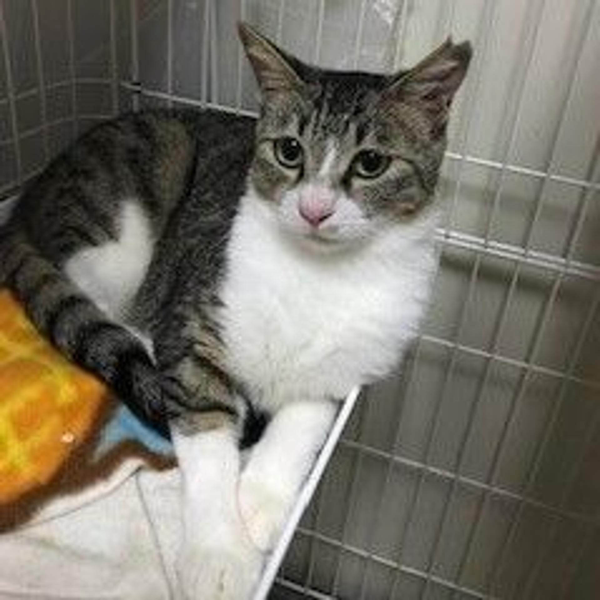 pet-image-2
