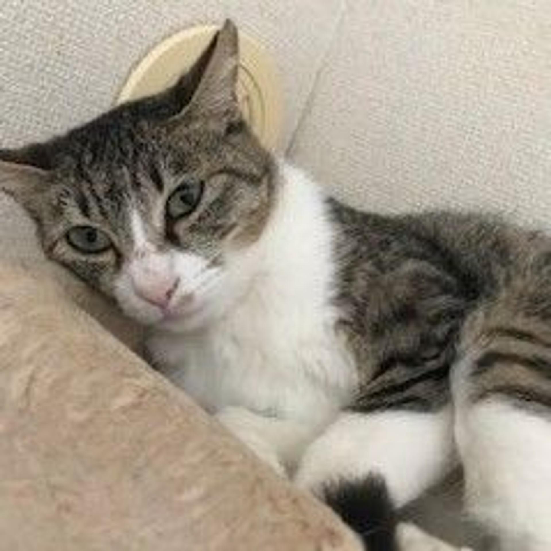 pet-image-7