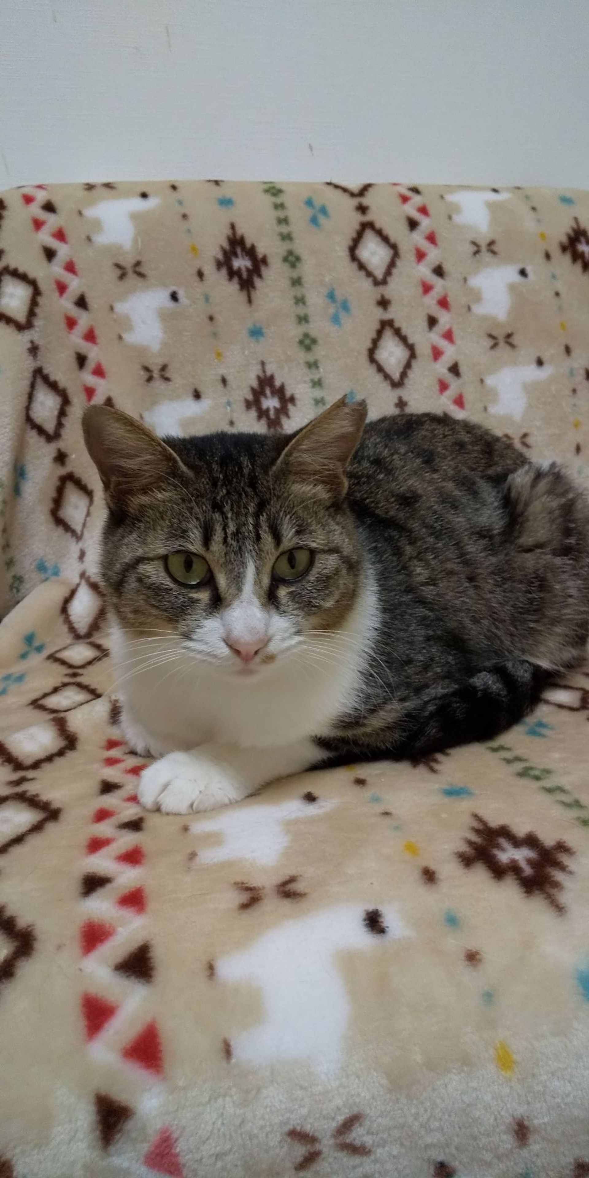 雑種（ミックス猫）・メスの里親募集の写真