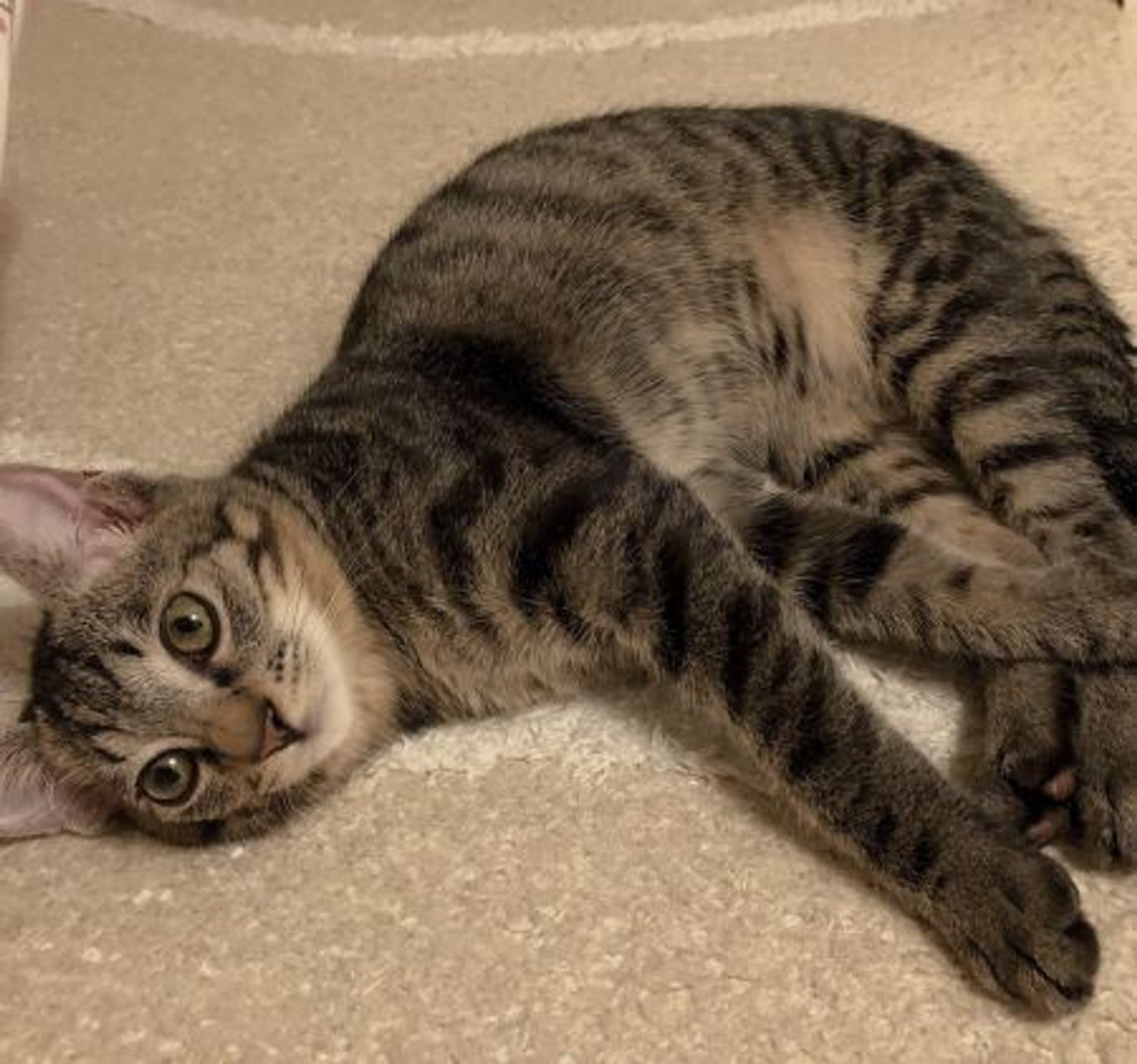 雑種（ミックス猫）・オスの里親募集の写真