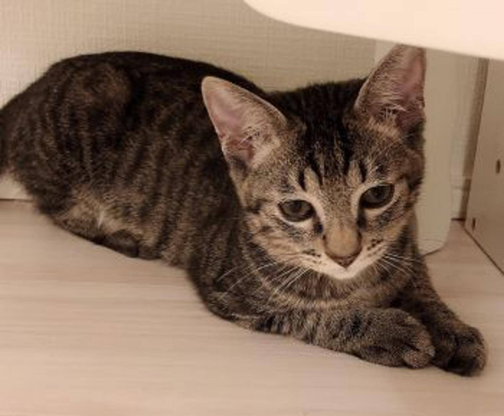 pet-image-2
