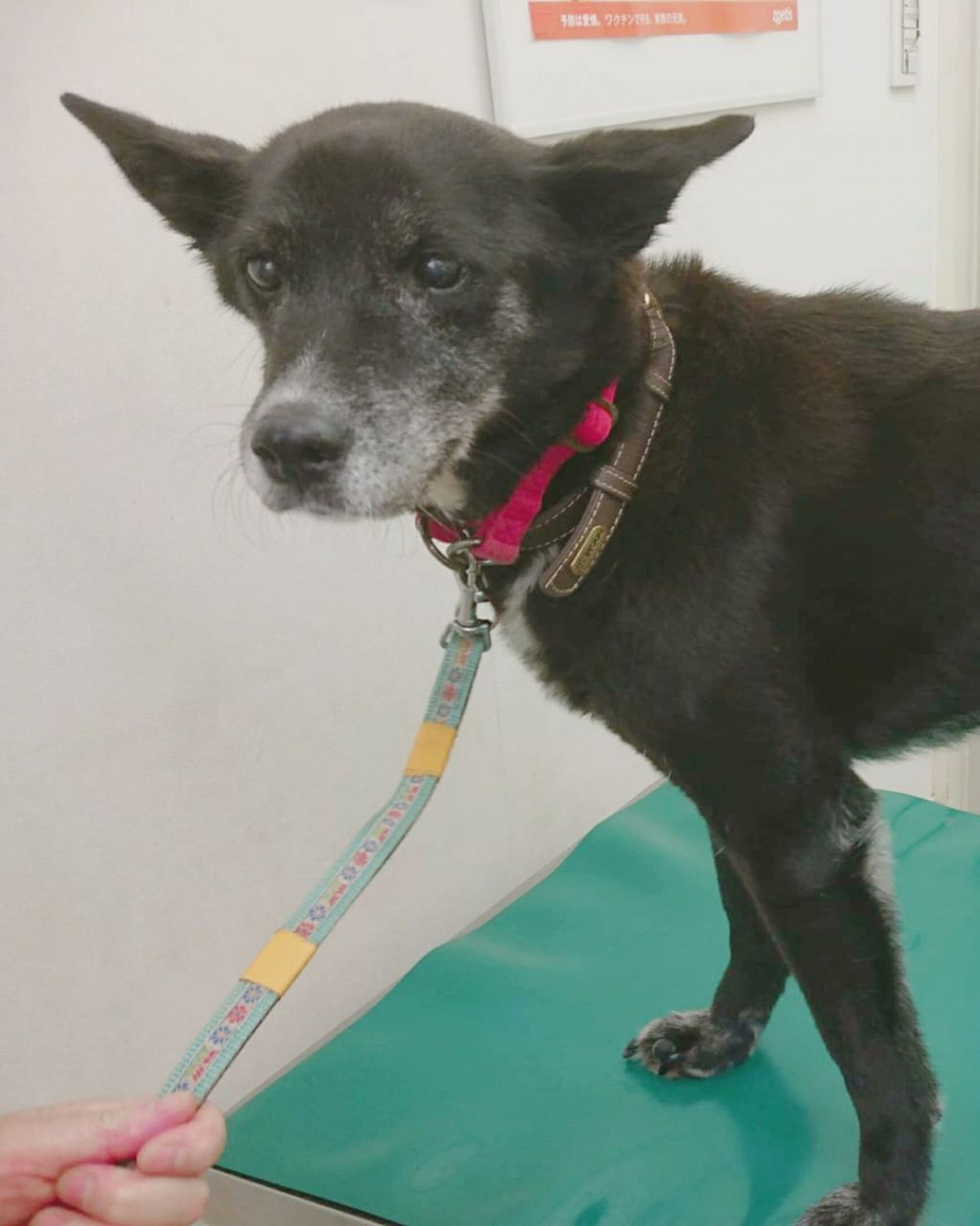 雑種（ミックス犬）・メスの里親募集の写真