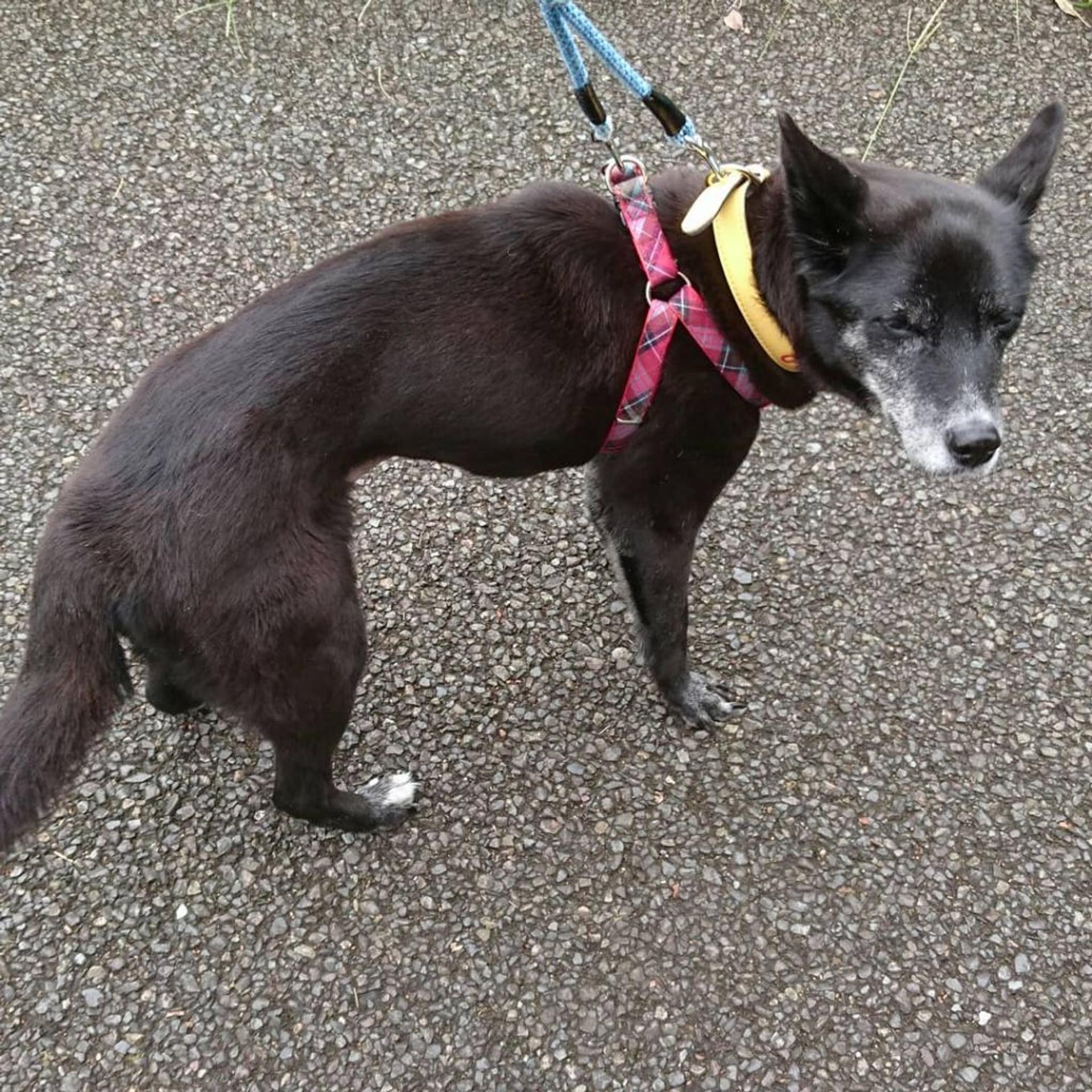 pet-image-2