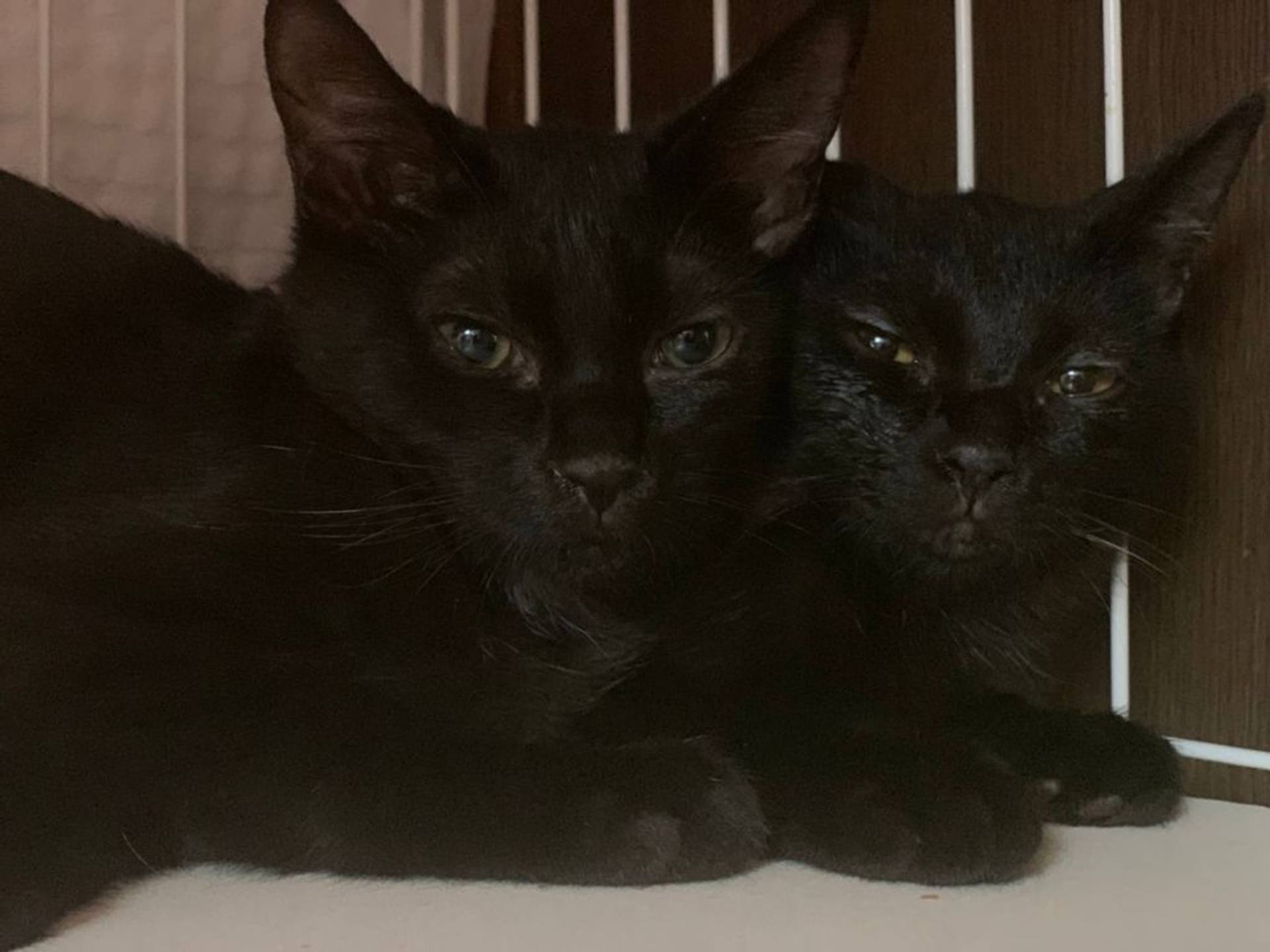 雑種（ミックス猫）・メスの里親募集の写真