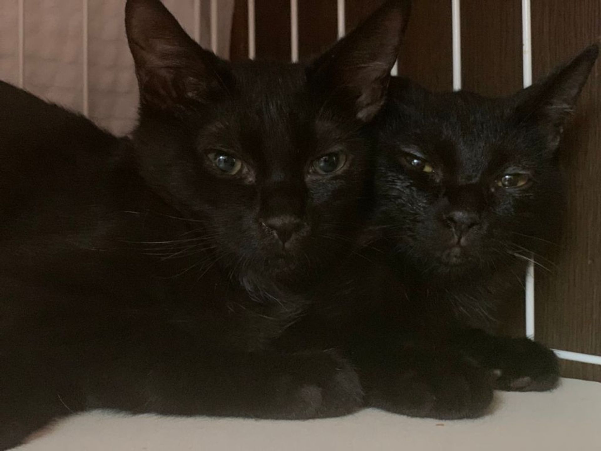 雑種（ミックス猫）・メスの里親募集の写真