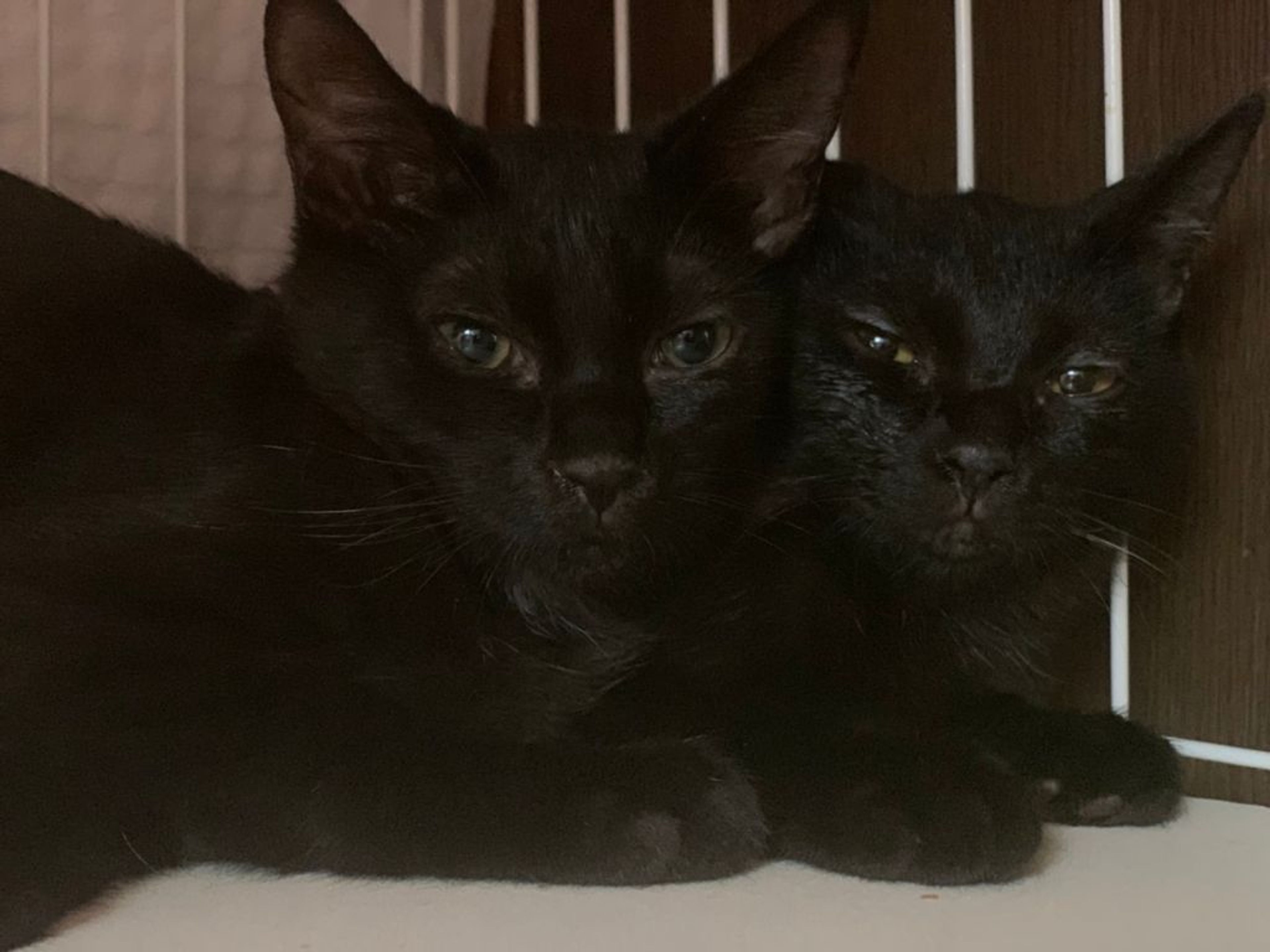 雑種（ミックス猫）・メスの里親募集の写真