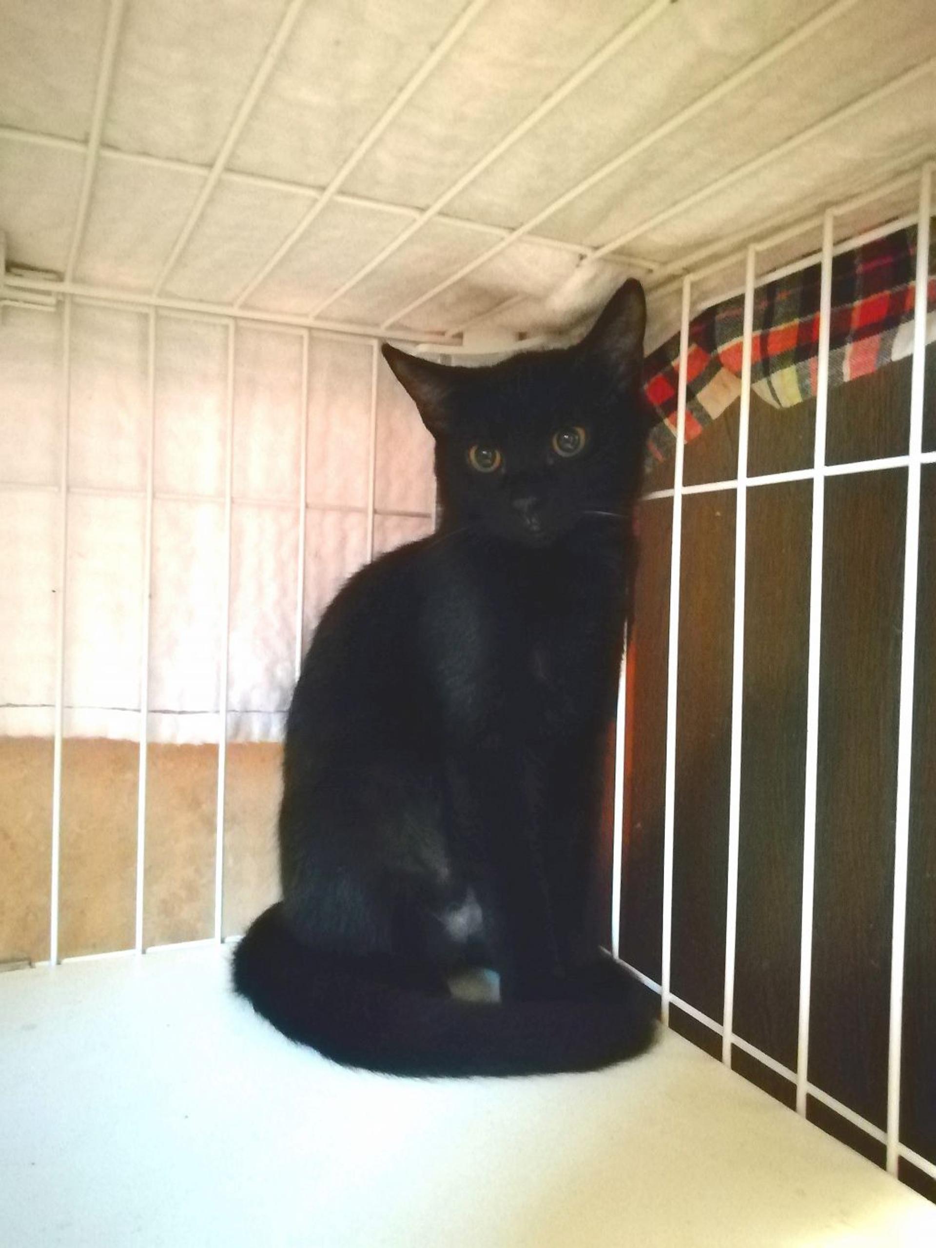 pet-image-4