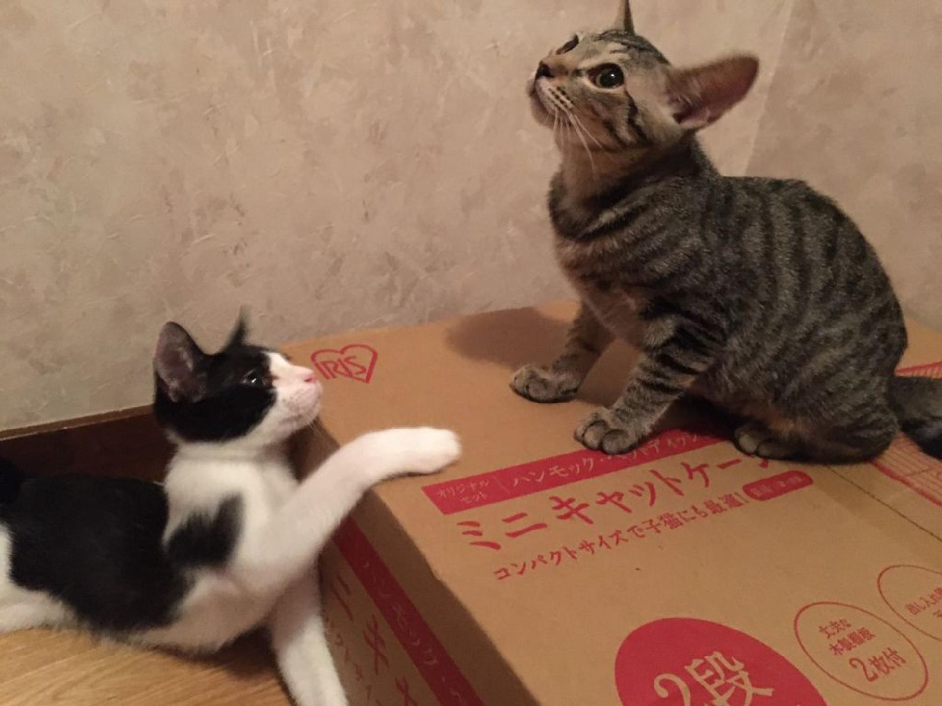 pet-image-4