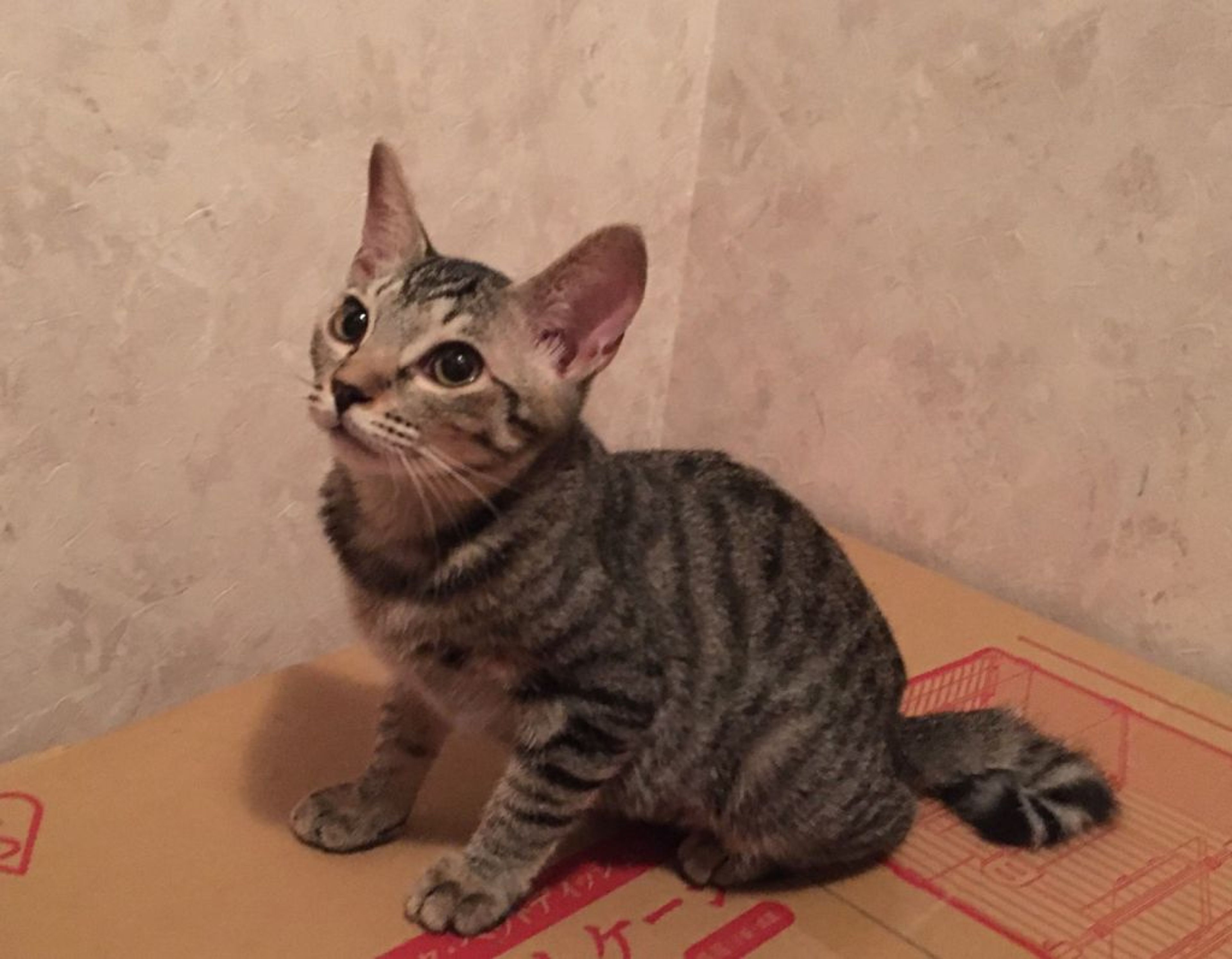 pet-image-7