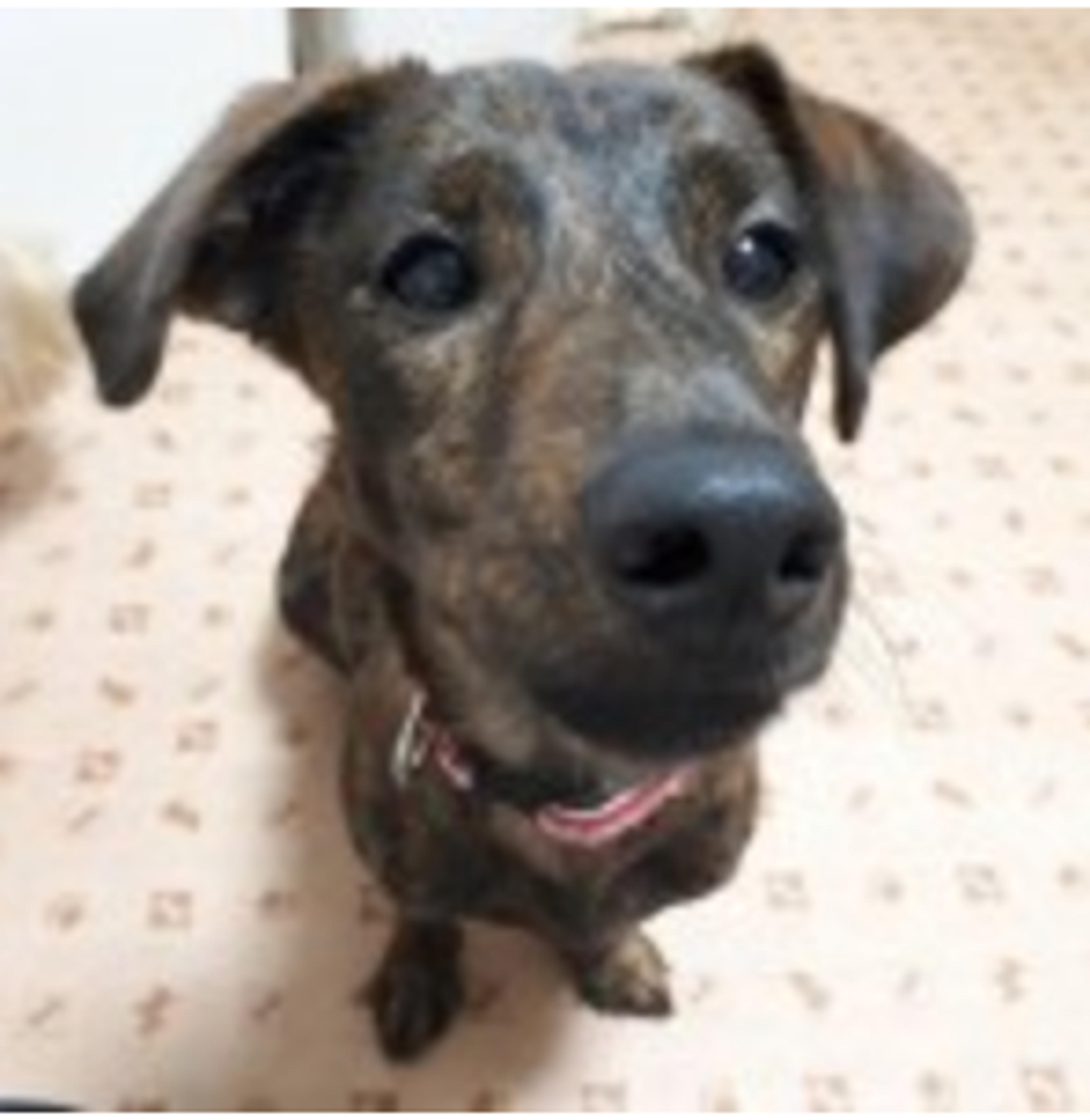 pet-image-2