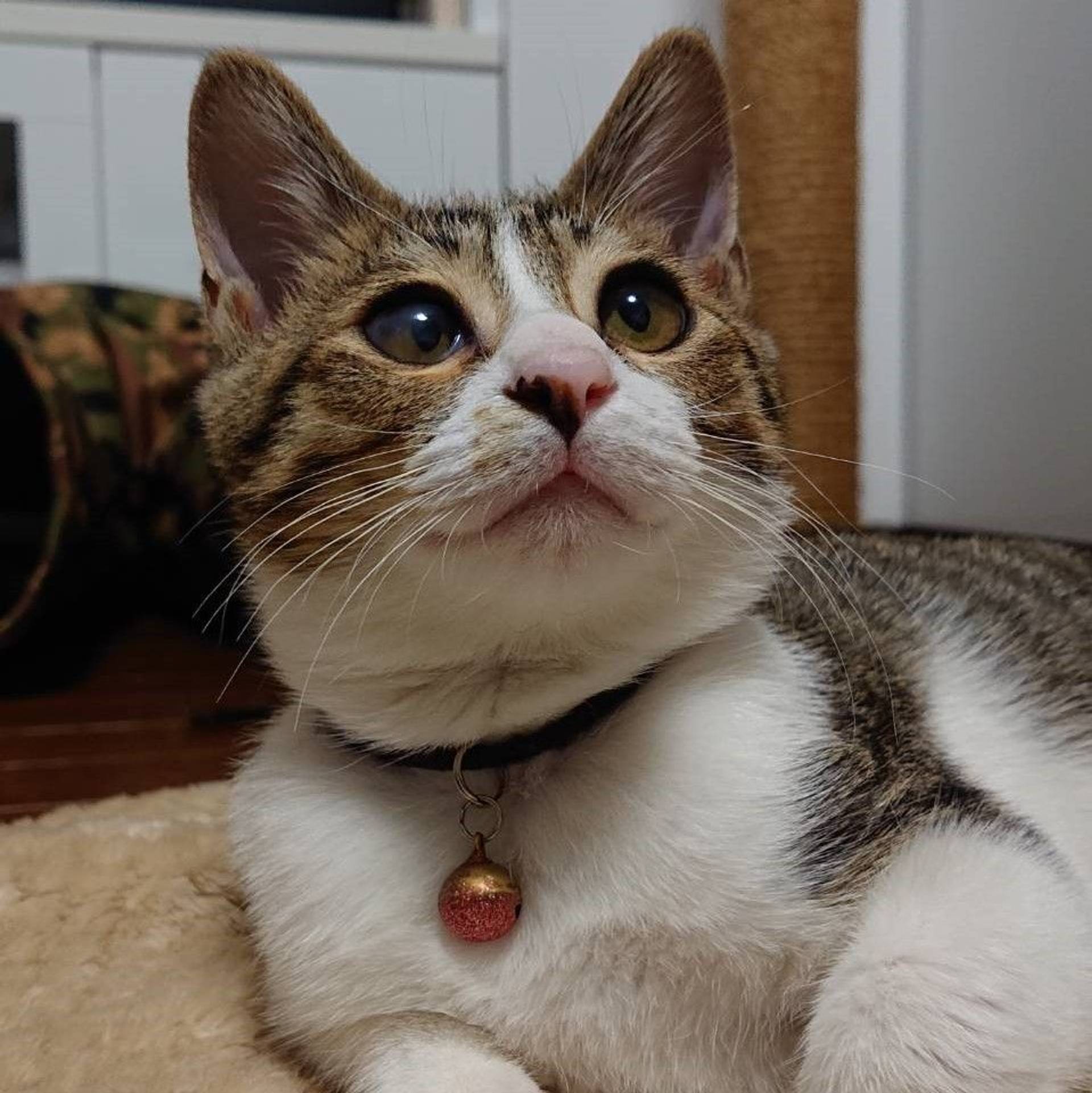 雑種（ミックス猫）・オスの里親募集の写真