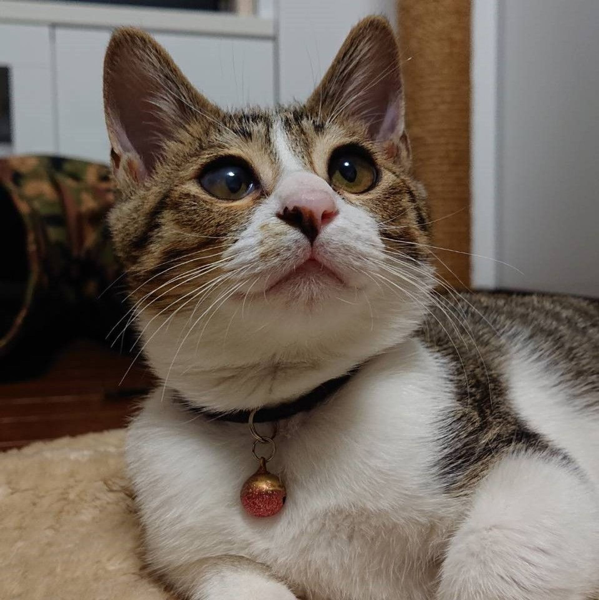 雑種（ミックス猫）・オスの里親募集の写真