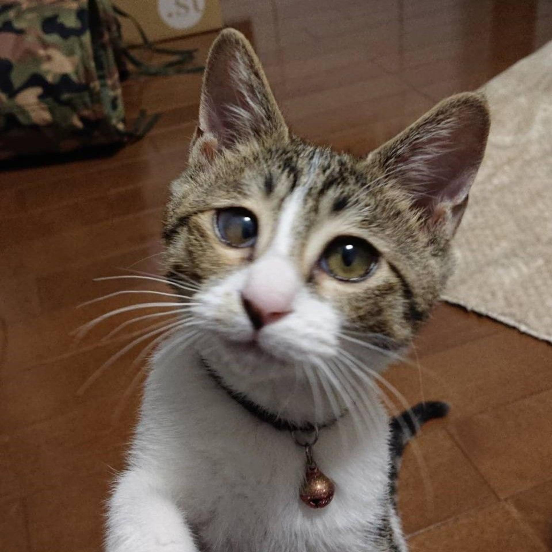 pet-image-3