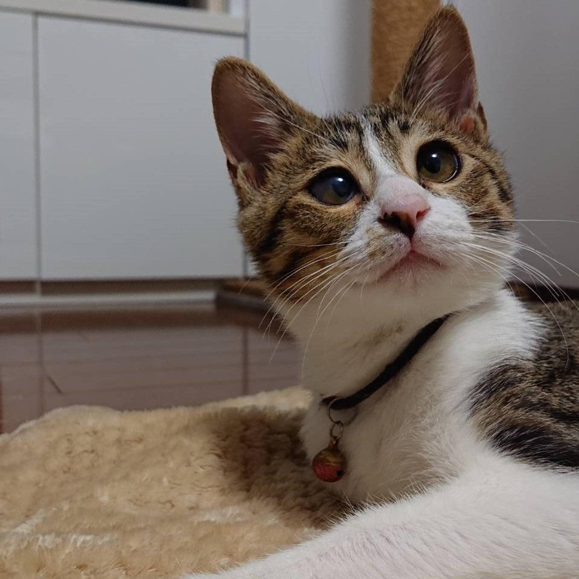 pet-image-4