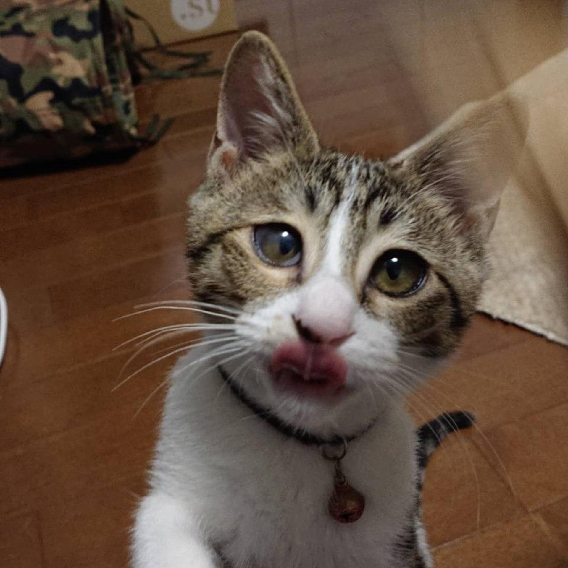 pet-image-7