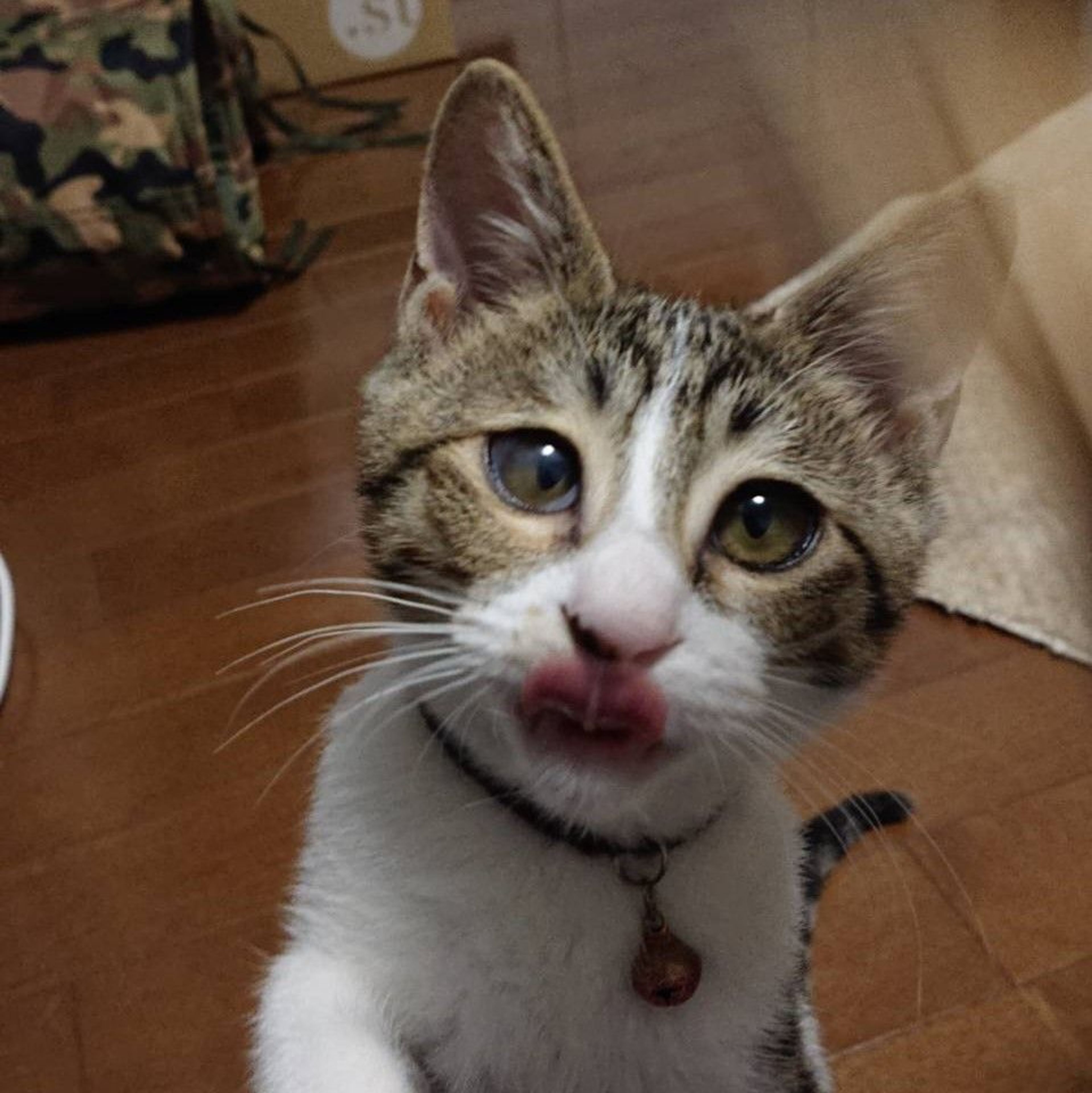 pet-image-7