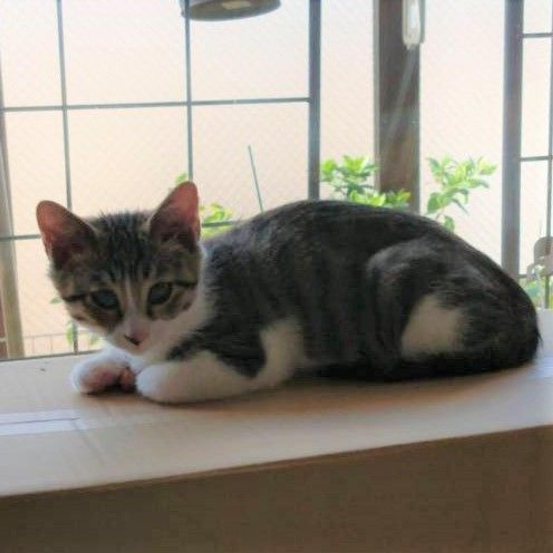 pet-image-8