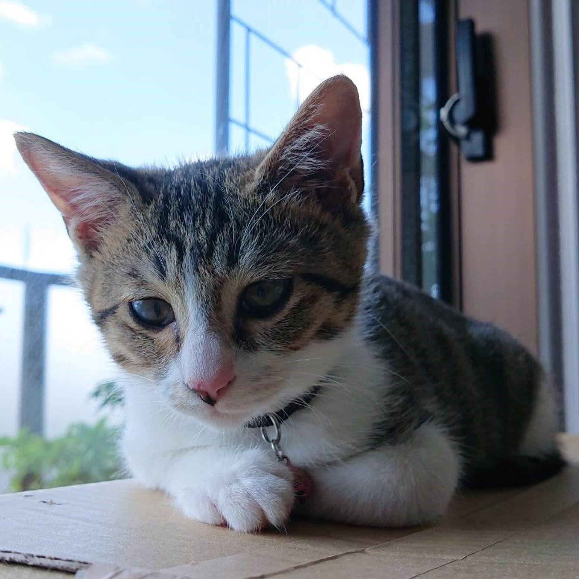 pet-image-9