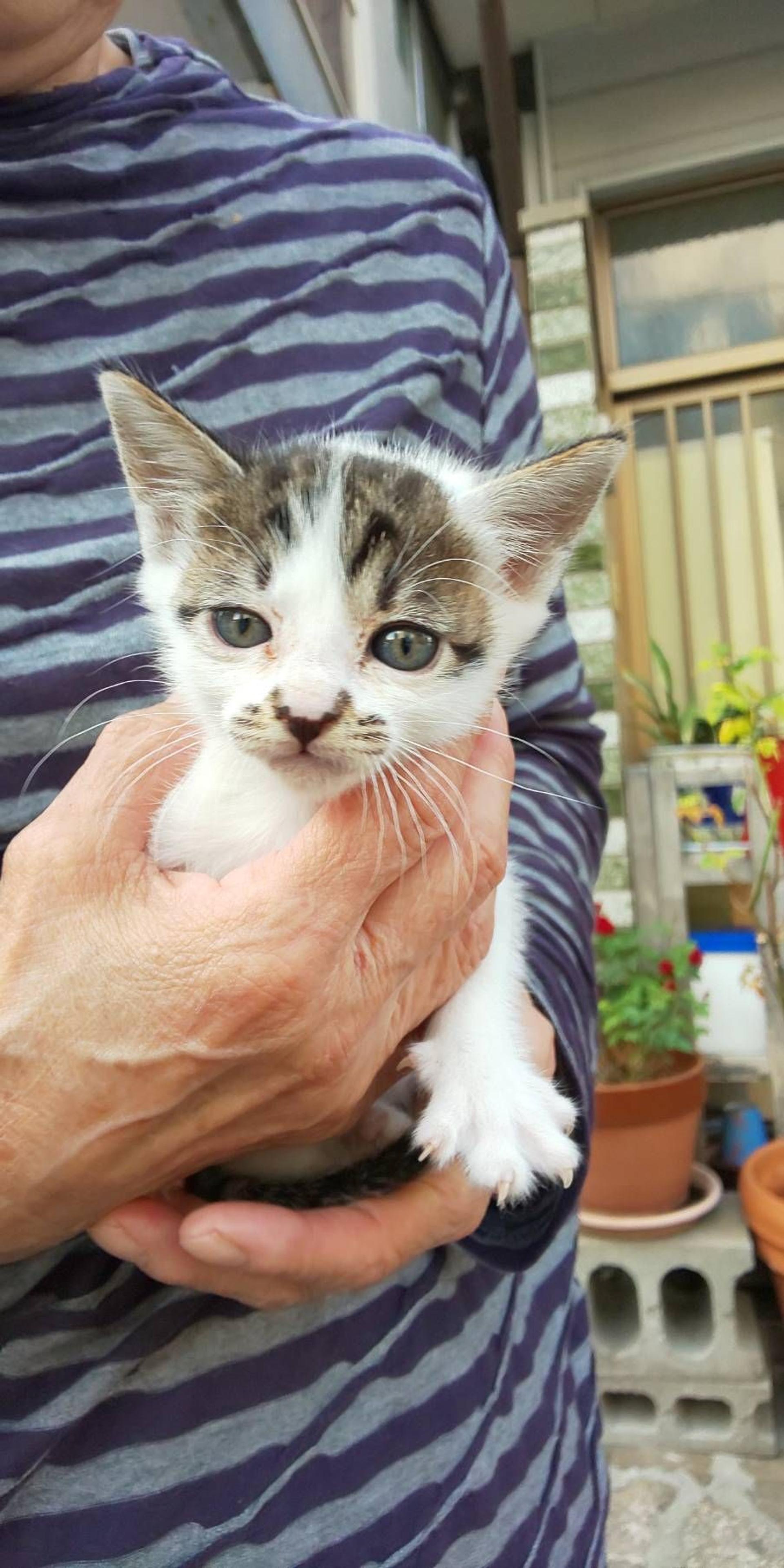 pet-image-3