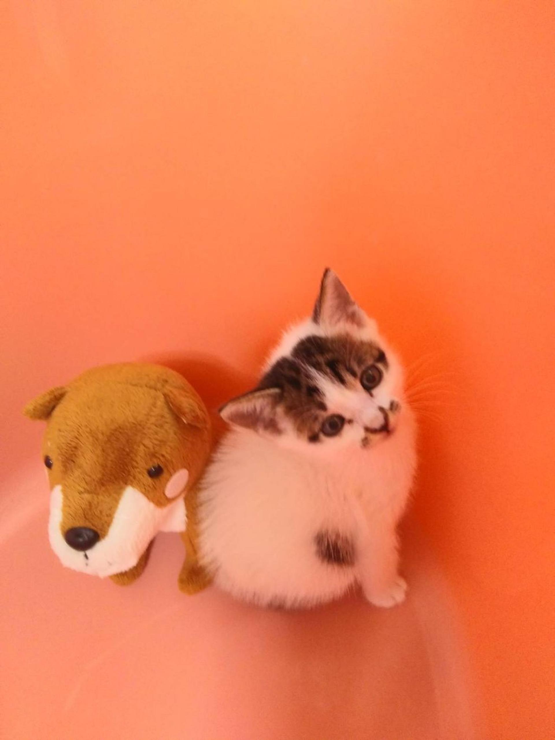 pet-image-8