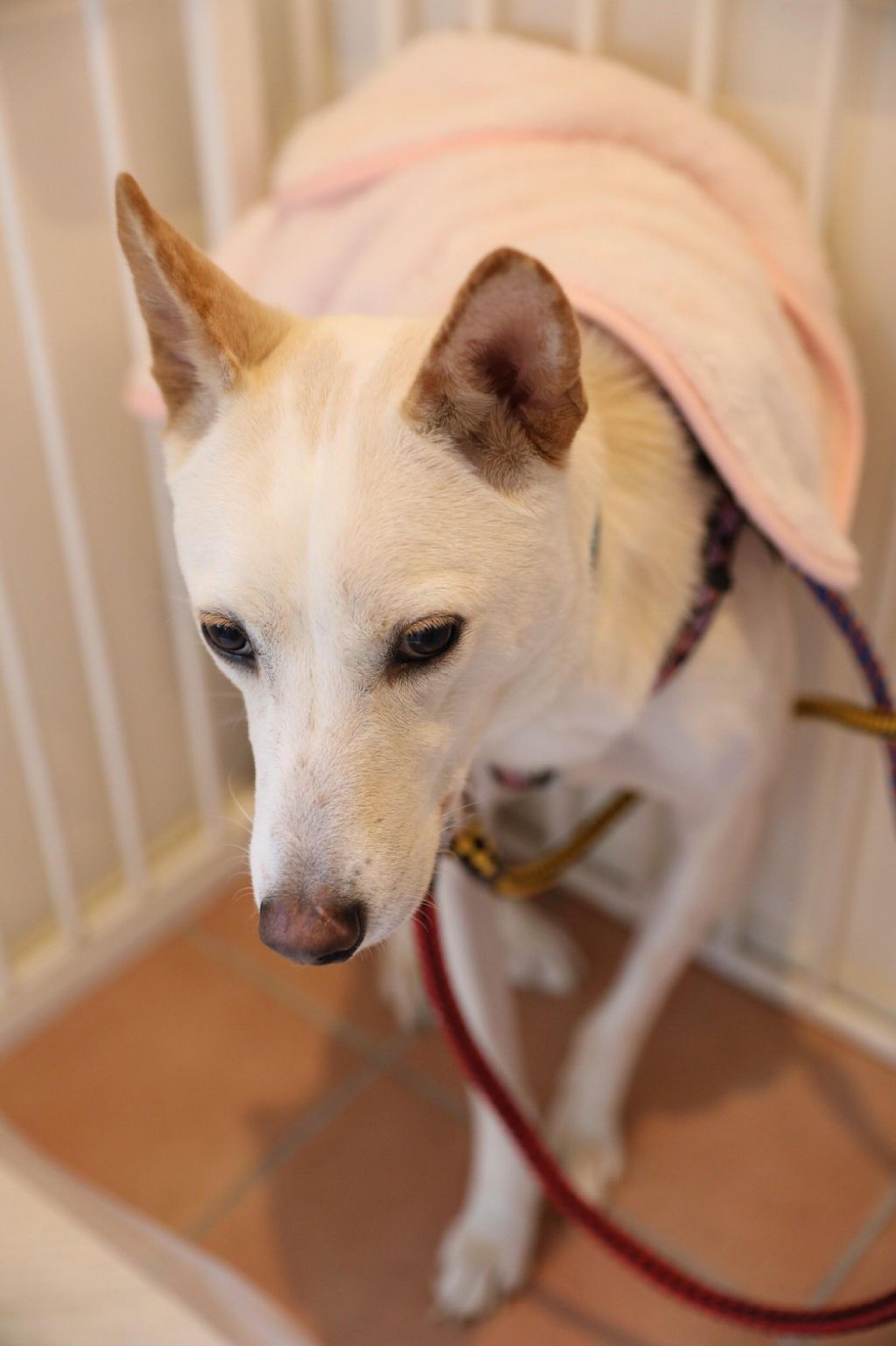 pet-image-2