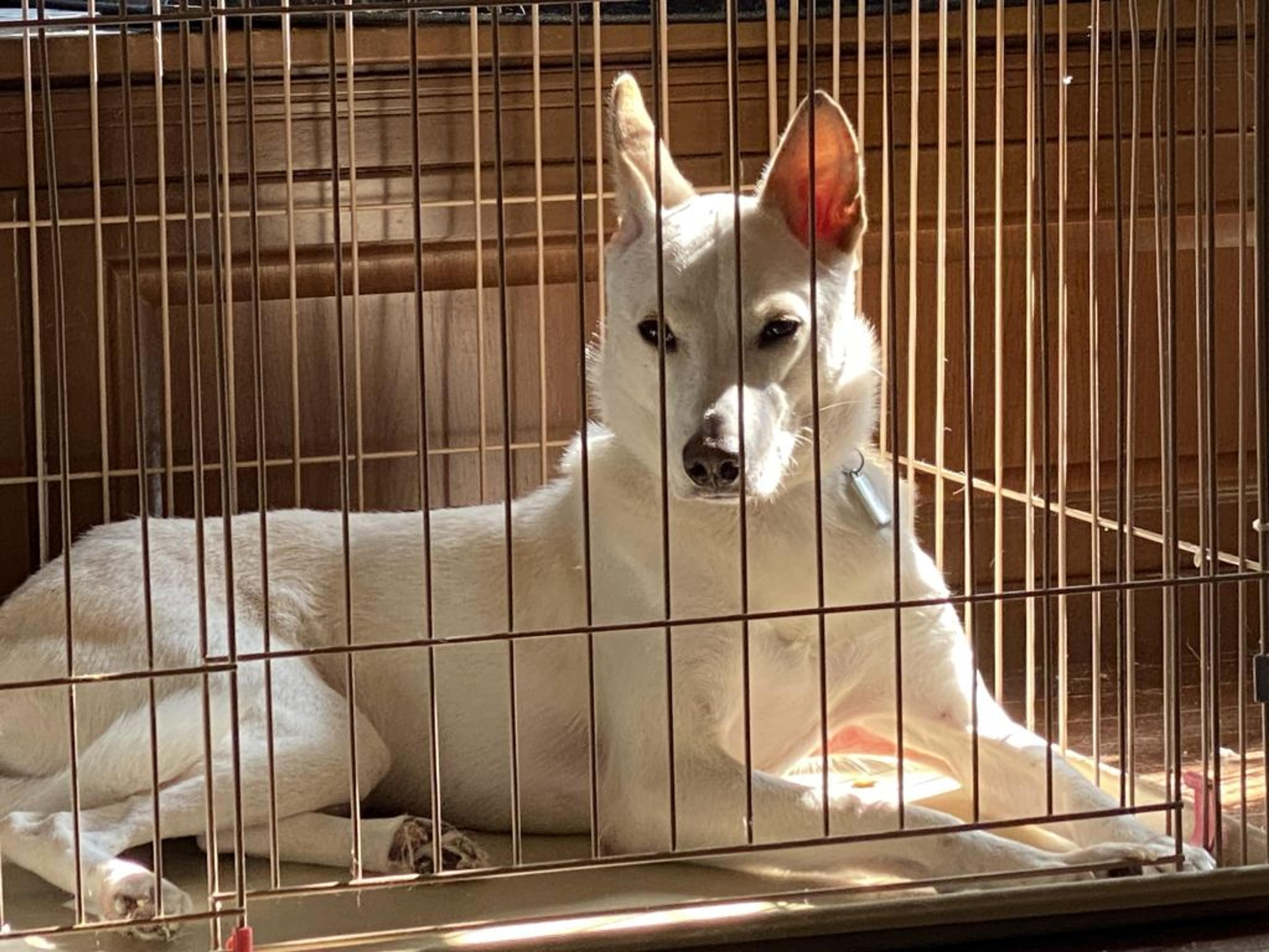 pet-image-4