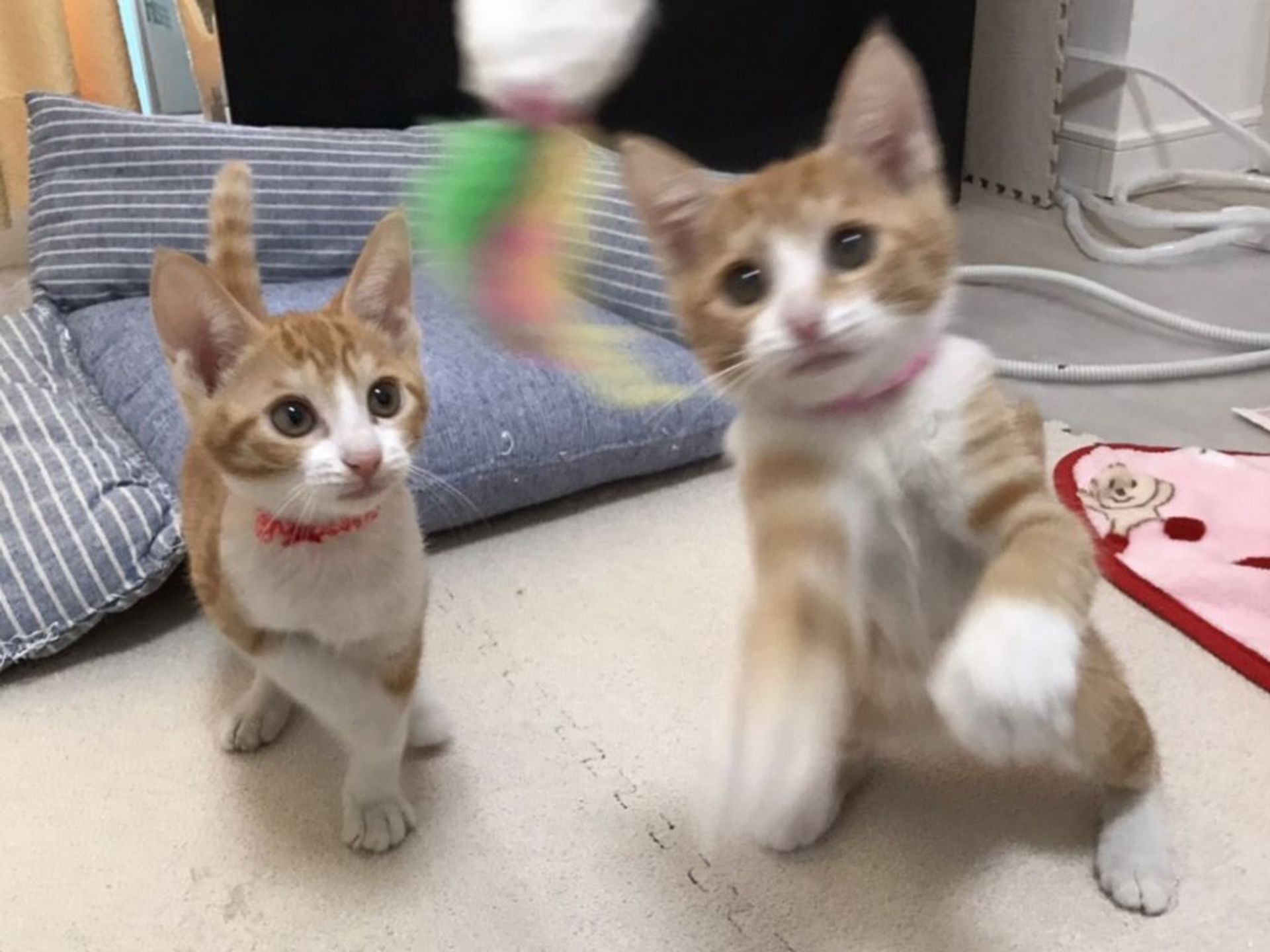 雑種（ミックス猫）・メスの里親募集の写真